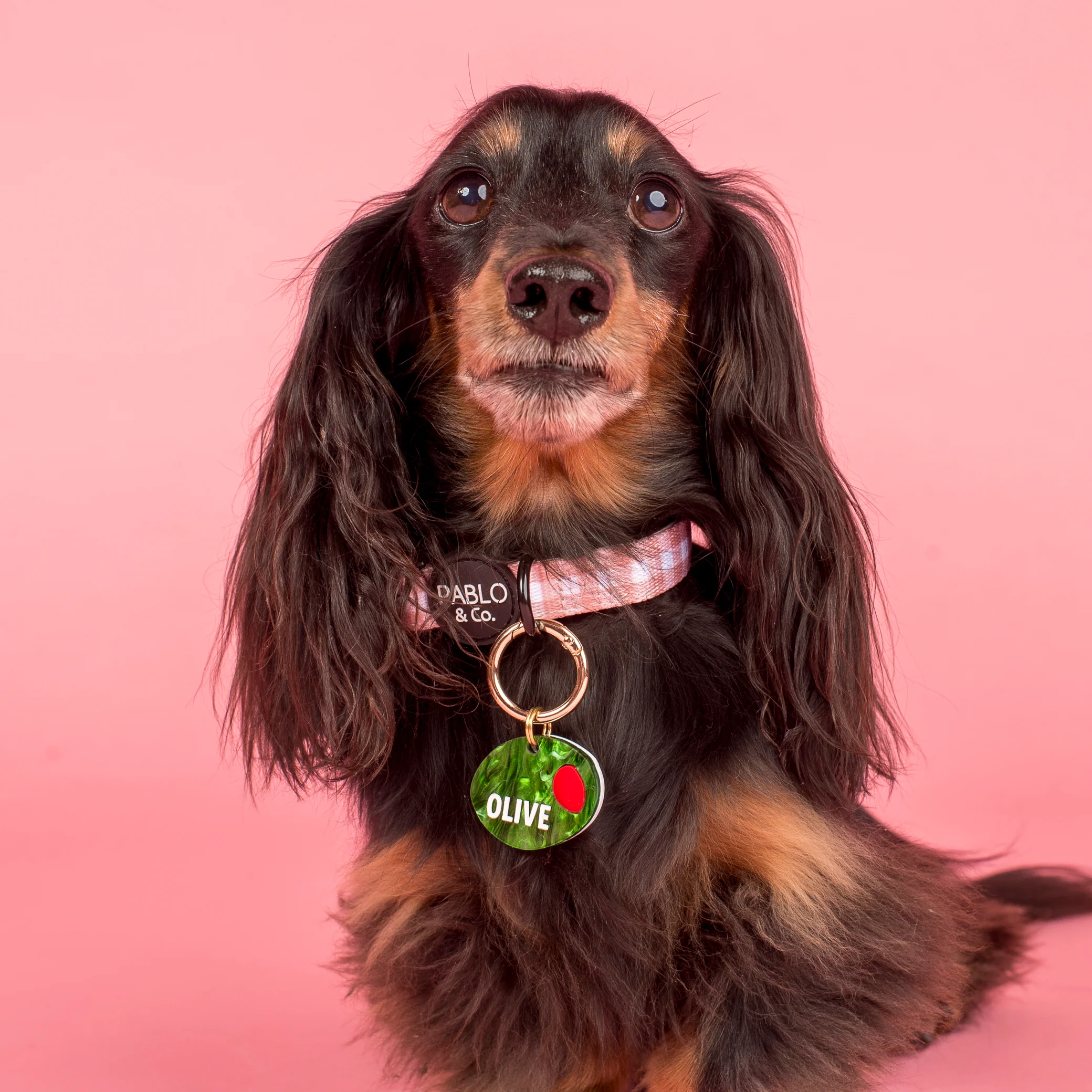 Personalised Pet ID Tag: Olive - Image 4