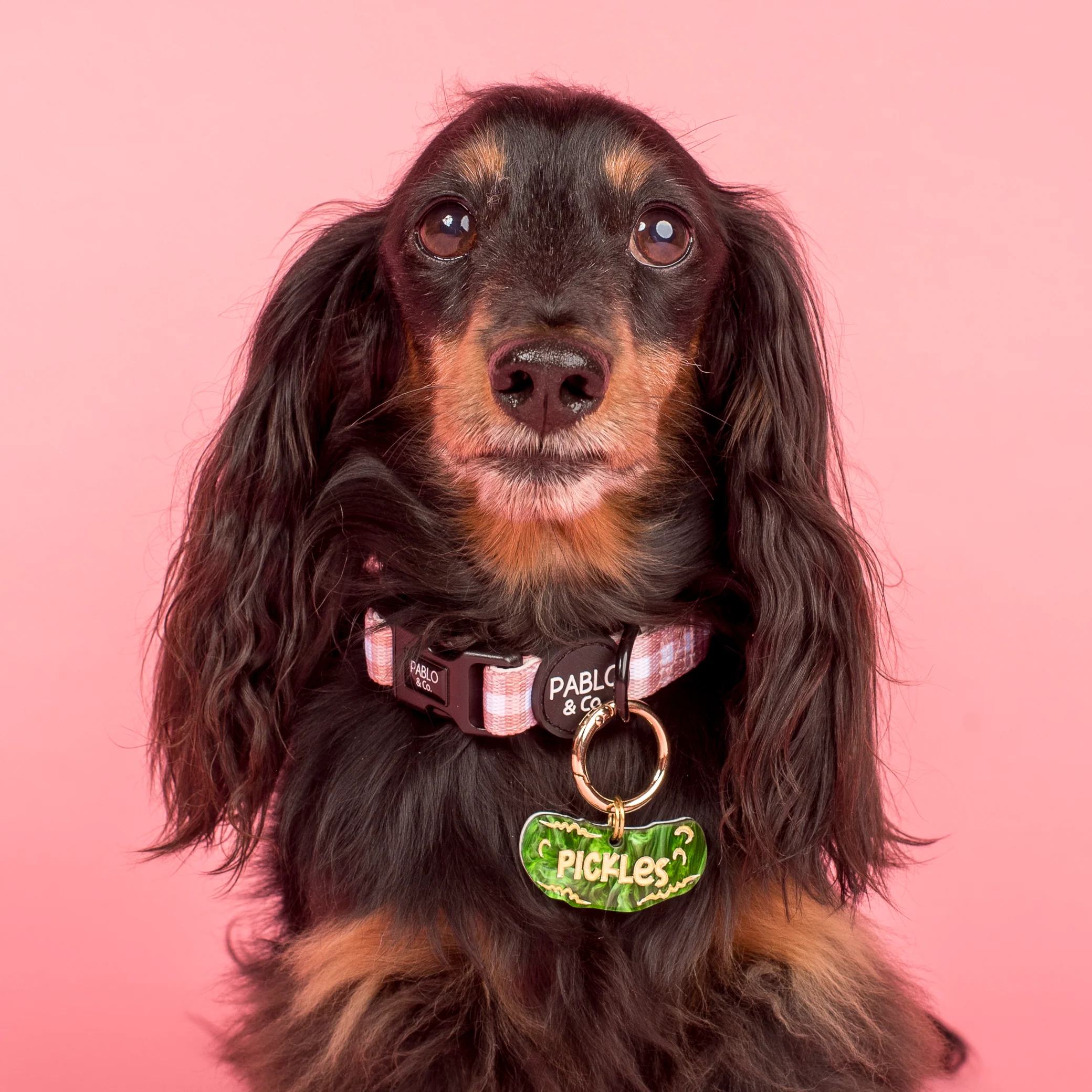 Personalised Pet ID Tag: Pickle - Image 4