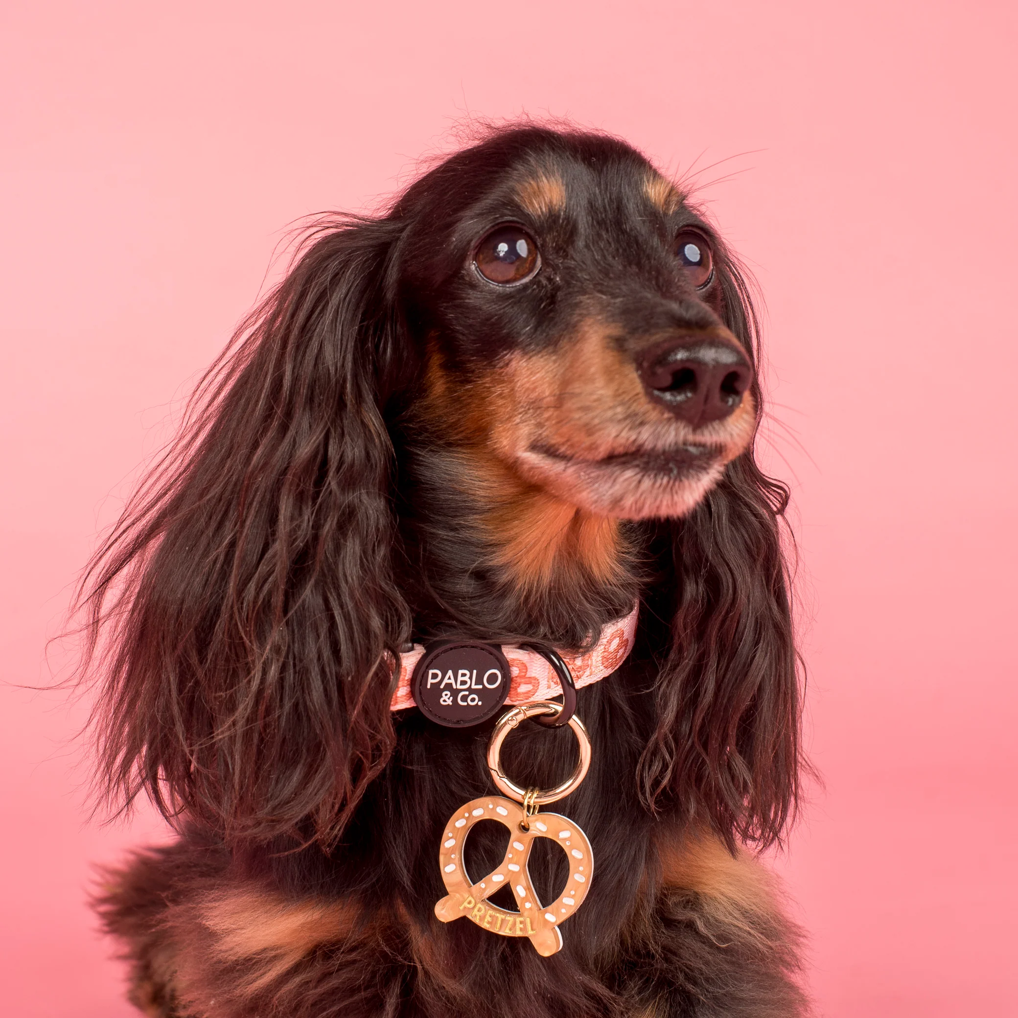 Personalised Pet ID Tag: Pretzel - Image 3