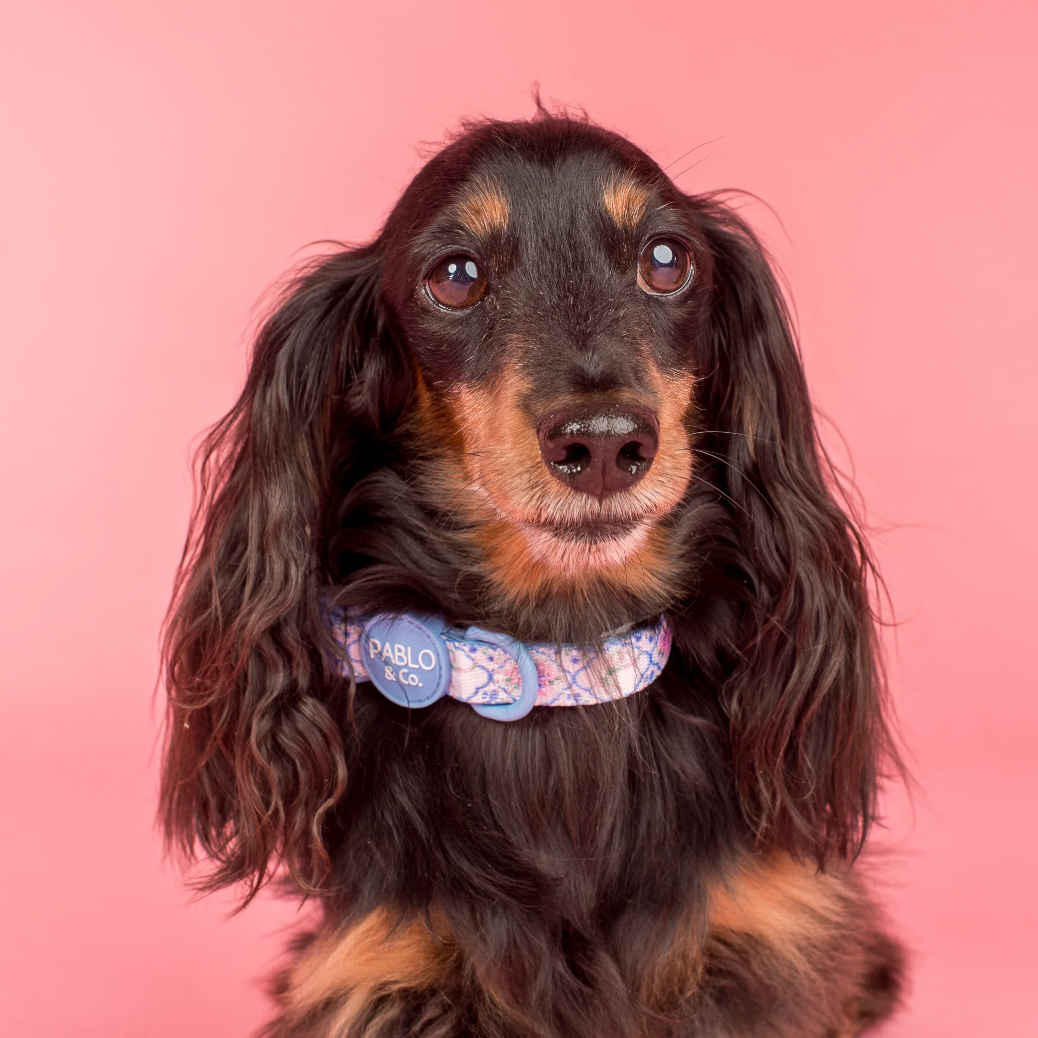 Petal: Collar - Image 2