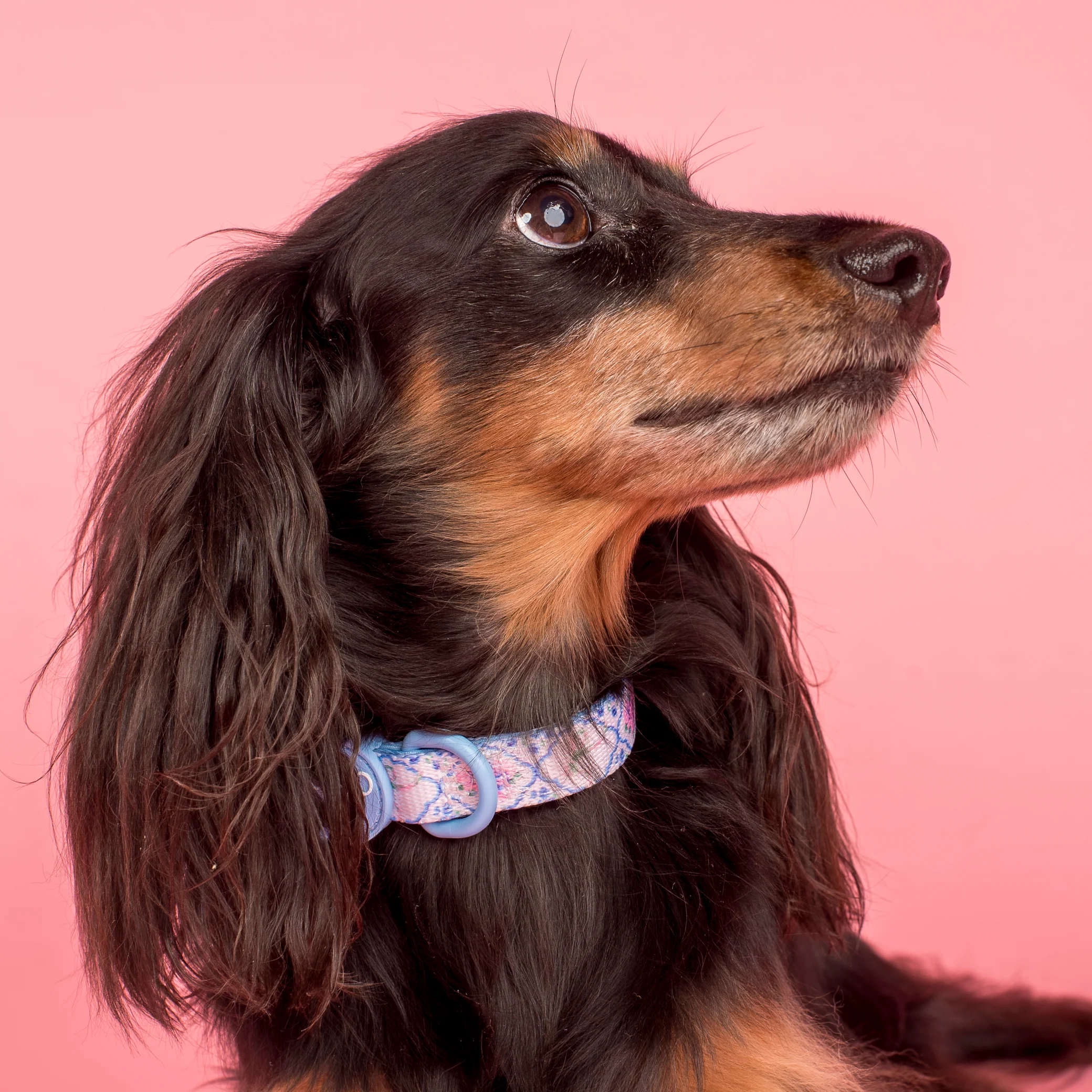 Petal: Collar - Image 3