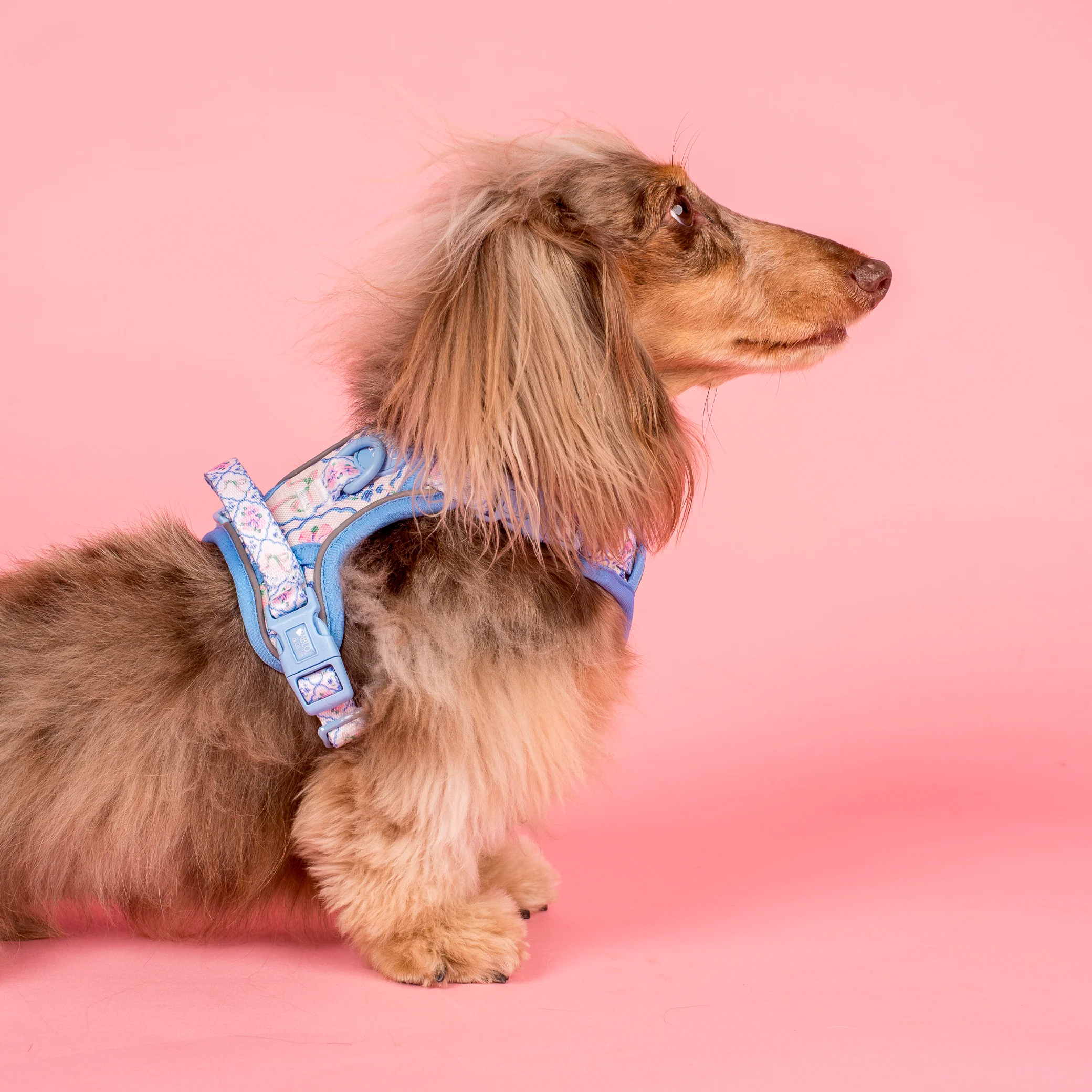 Petal: No Pull Adventure Harness - Image 5