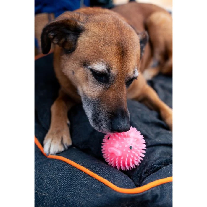 Piggy Dog Ball - Image 2