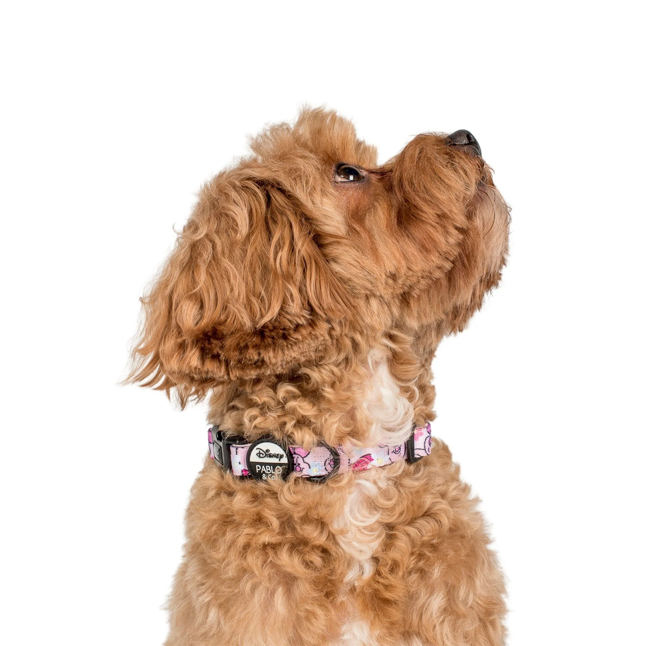 Piglet: Dog Collar - Image 3