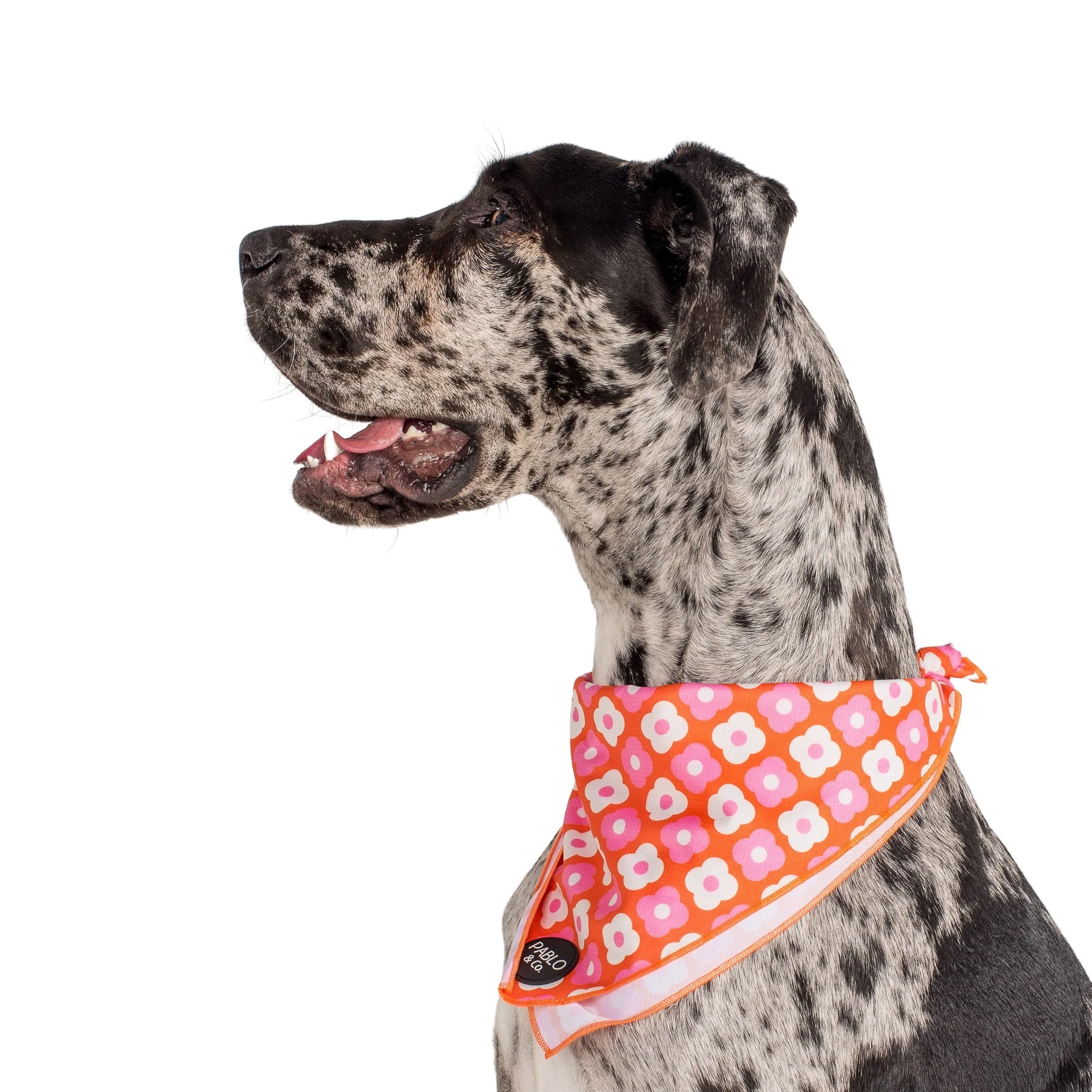 Pink Checkered Daisies - Dog Bandana - Image 4