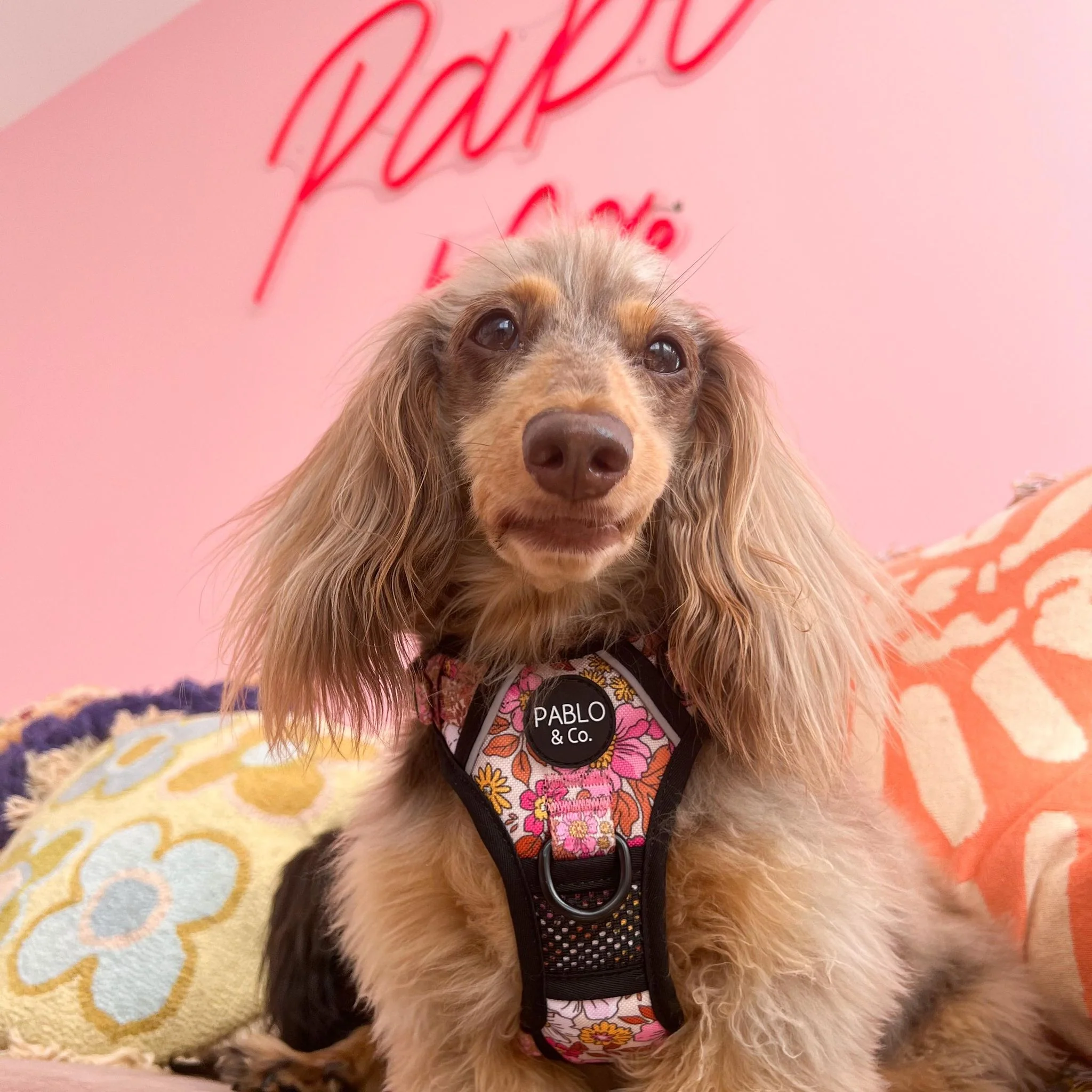 Pink Posies: No Pull Adventure Harness - Image 4
