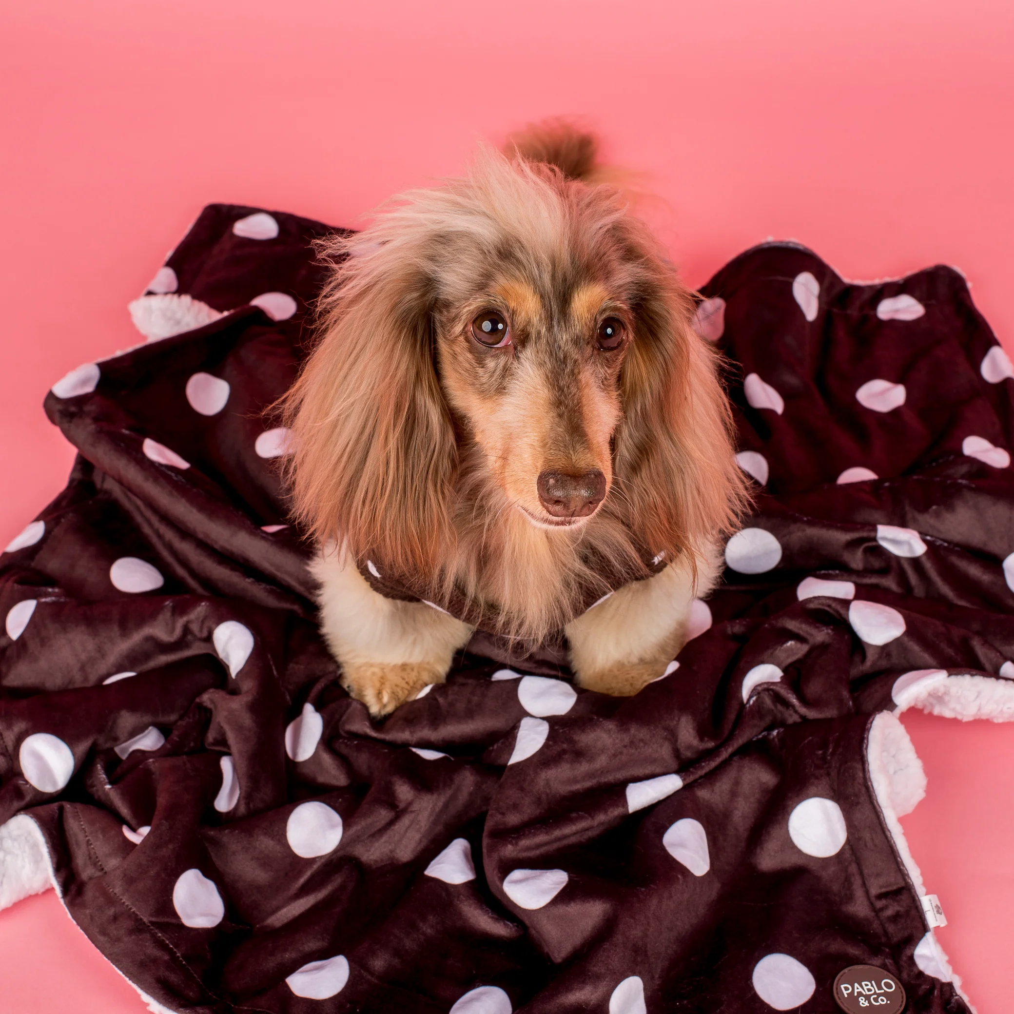 Polka Dots: Dog Blanket - Image 2