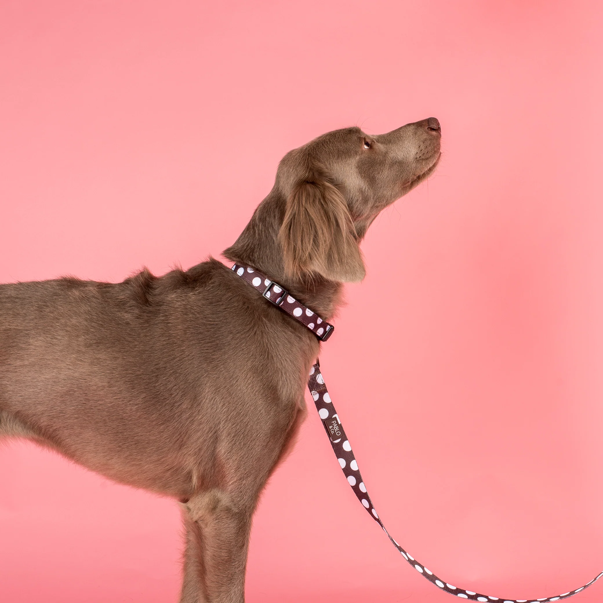 Polka Dots: Collar