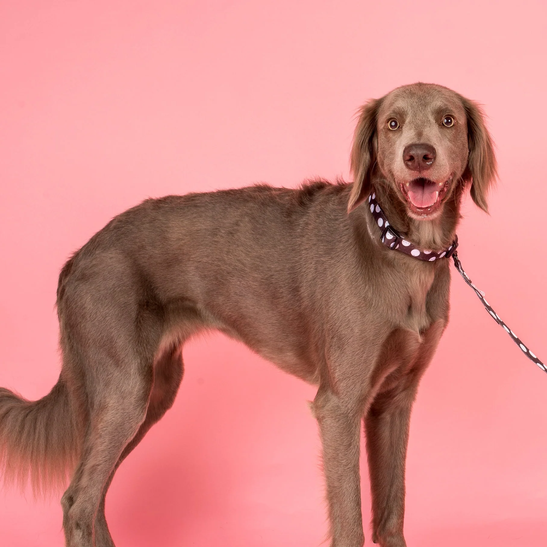 Polka Dots: Collar - Image 3