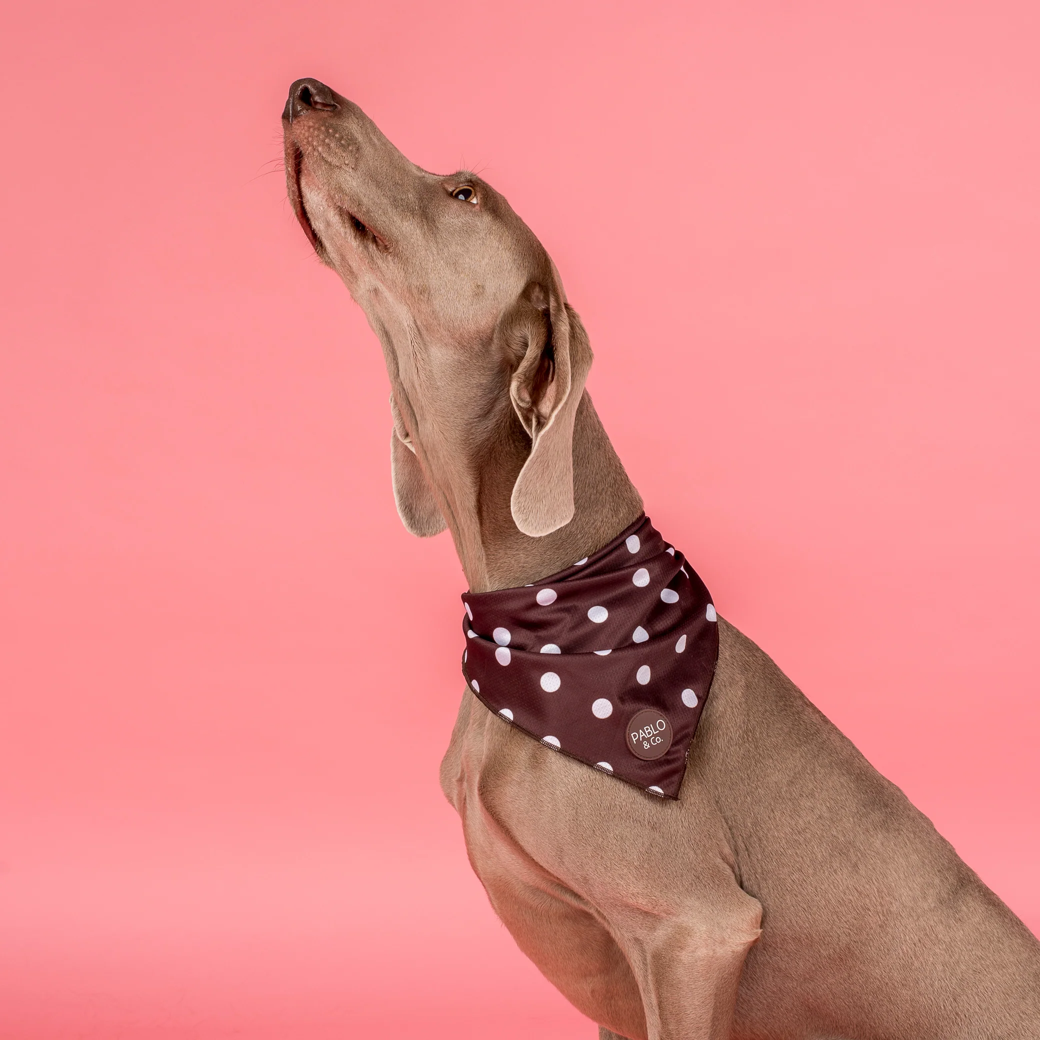 Polka Dots: Dog Bandana - Image 2