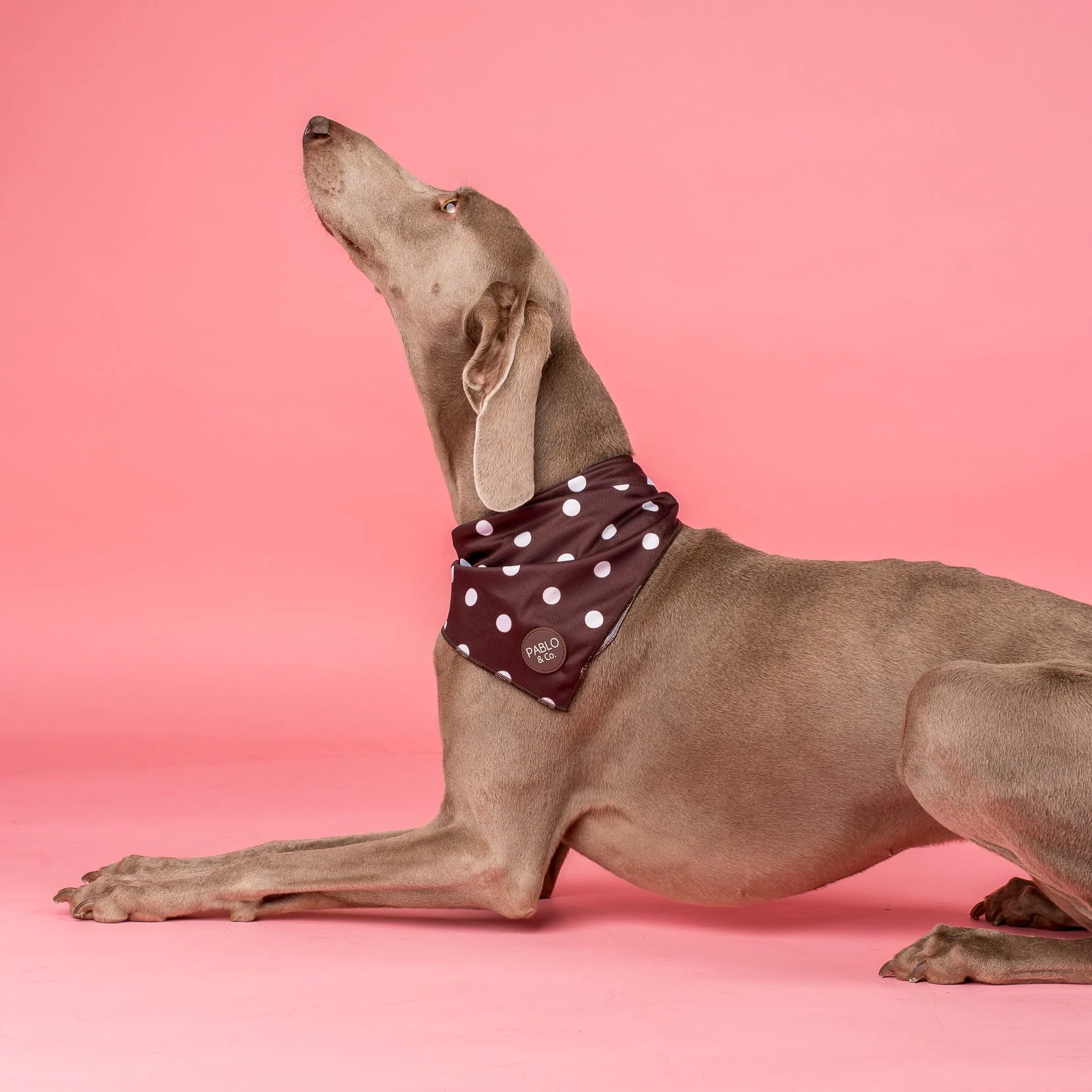 Polka Dots: Dog Bandana - Image 3