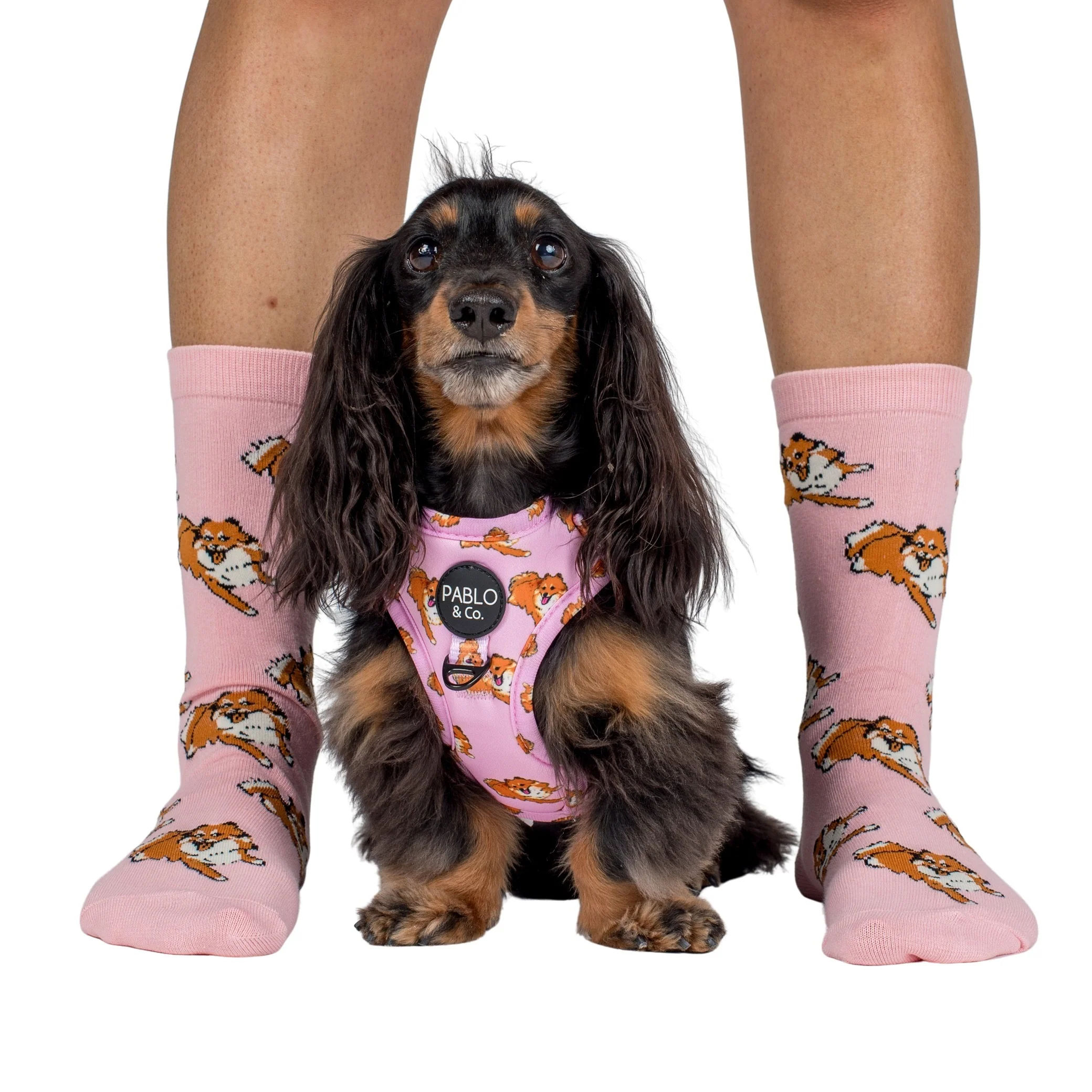 Pomeranian: Adjustable Harness - Image 5