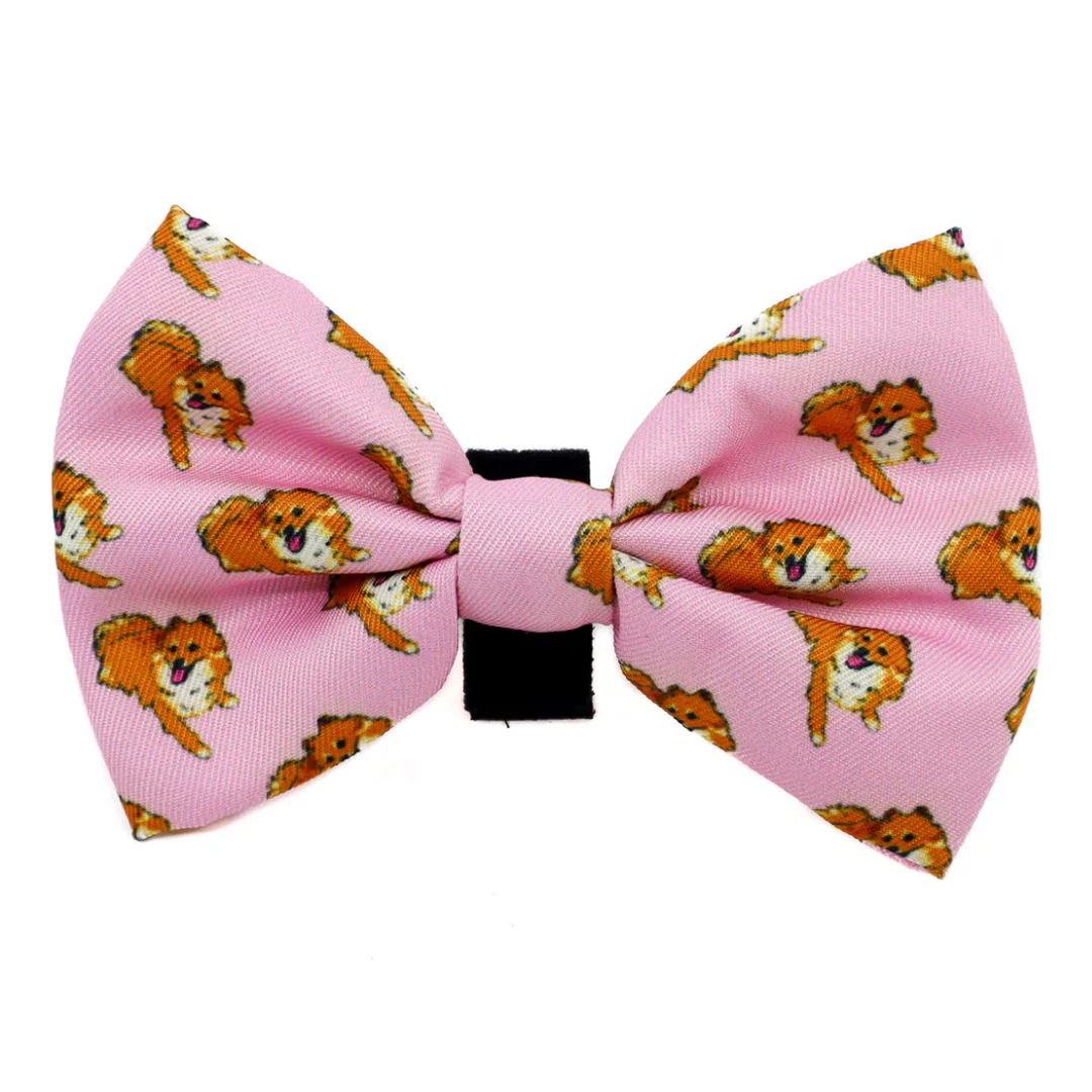 Pomeranian: Bow Tie