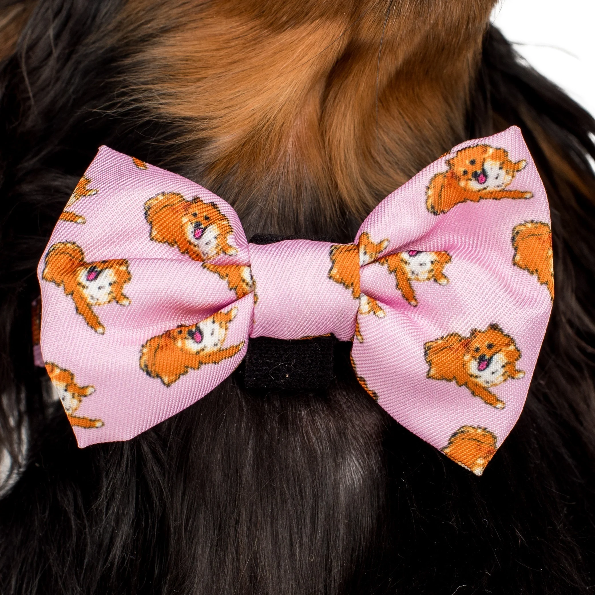 Pomeranian: Bow Tie - Image 2