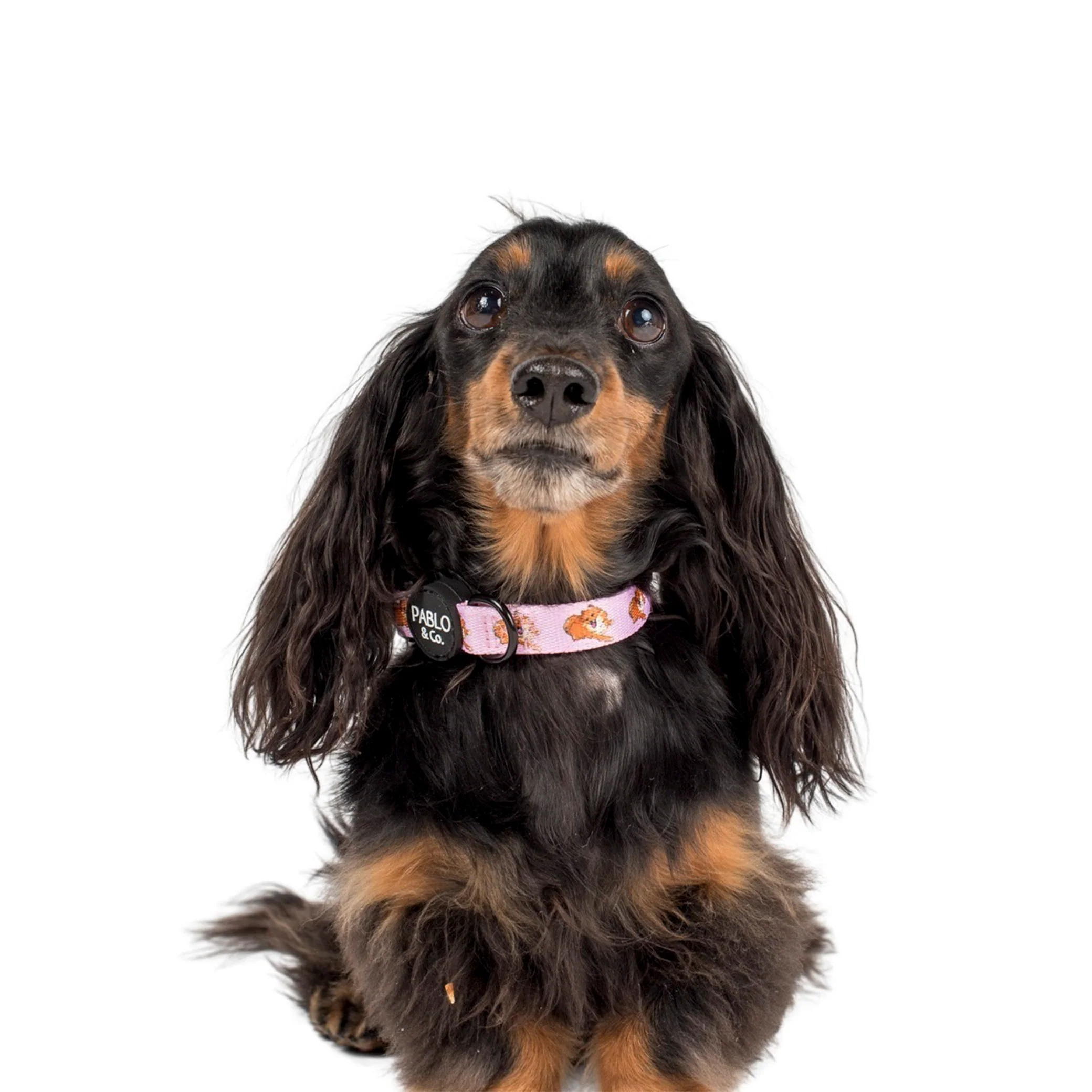 Pomeranian: Collar - Image 2