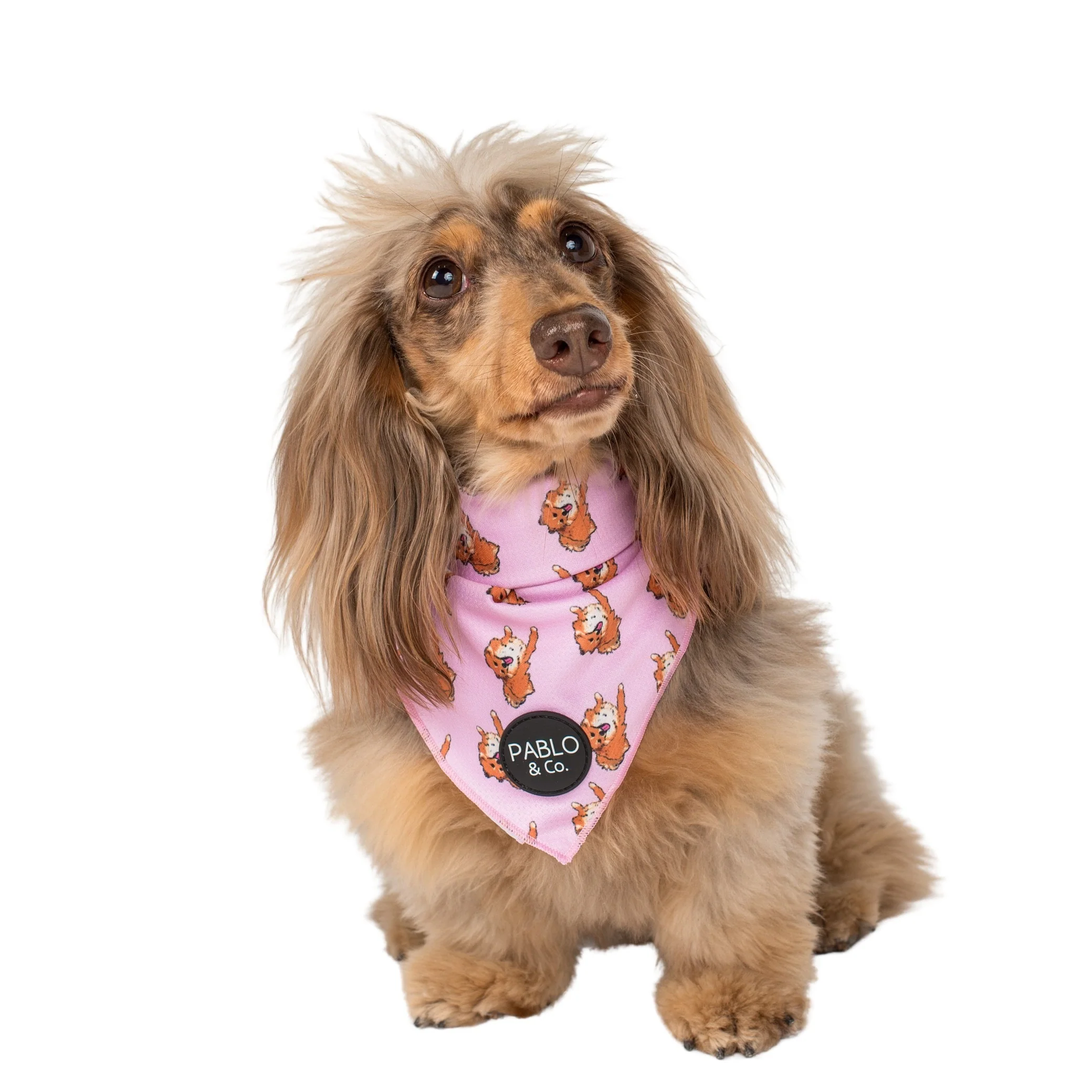Pomeranian - Dog Bandana - Image 3