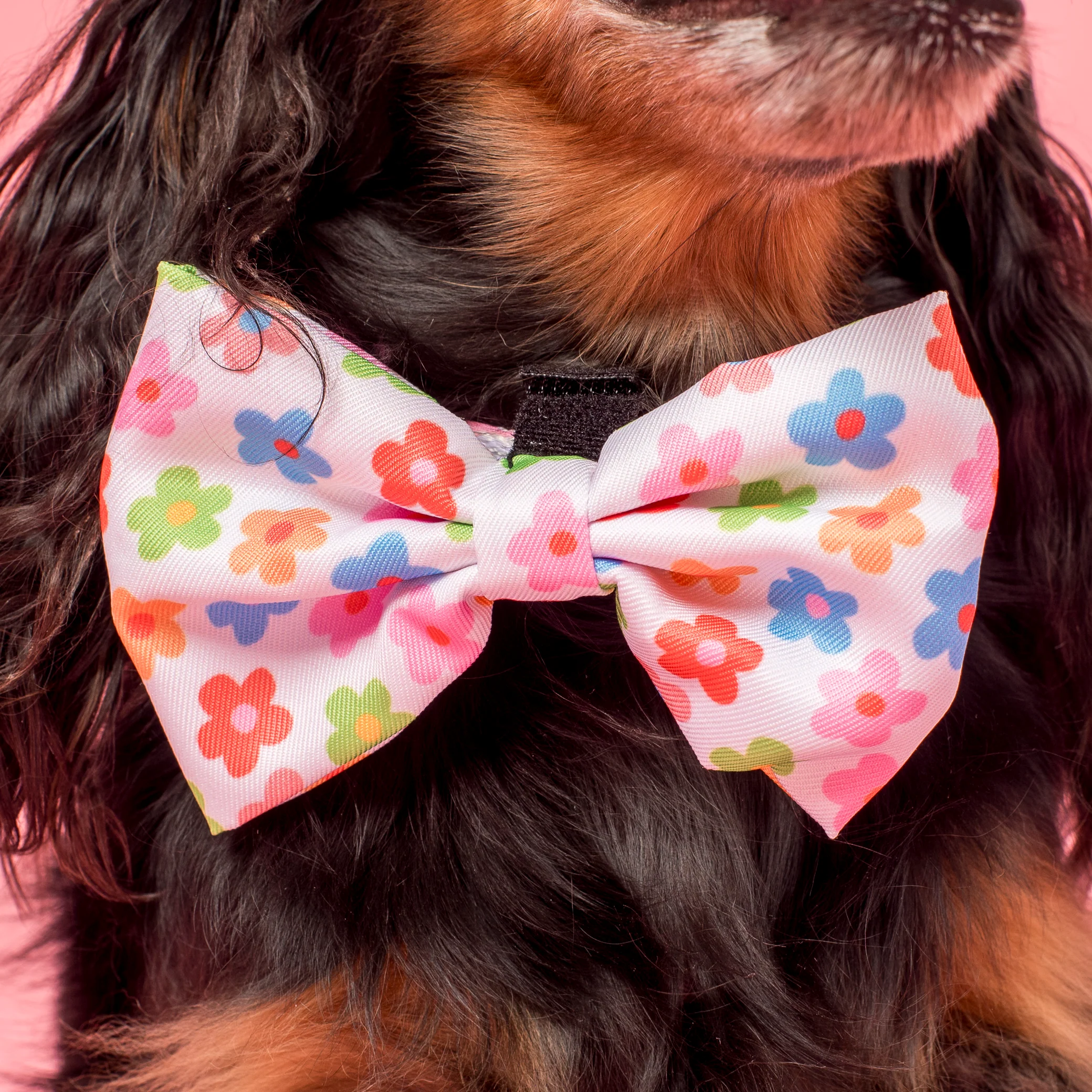 Posy: Bow Tie