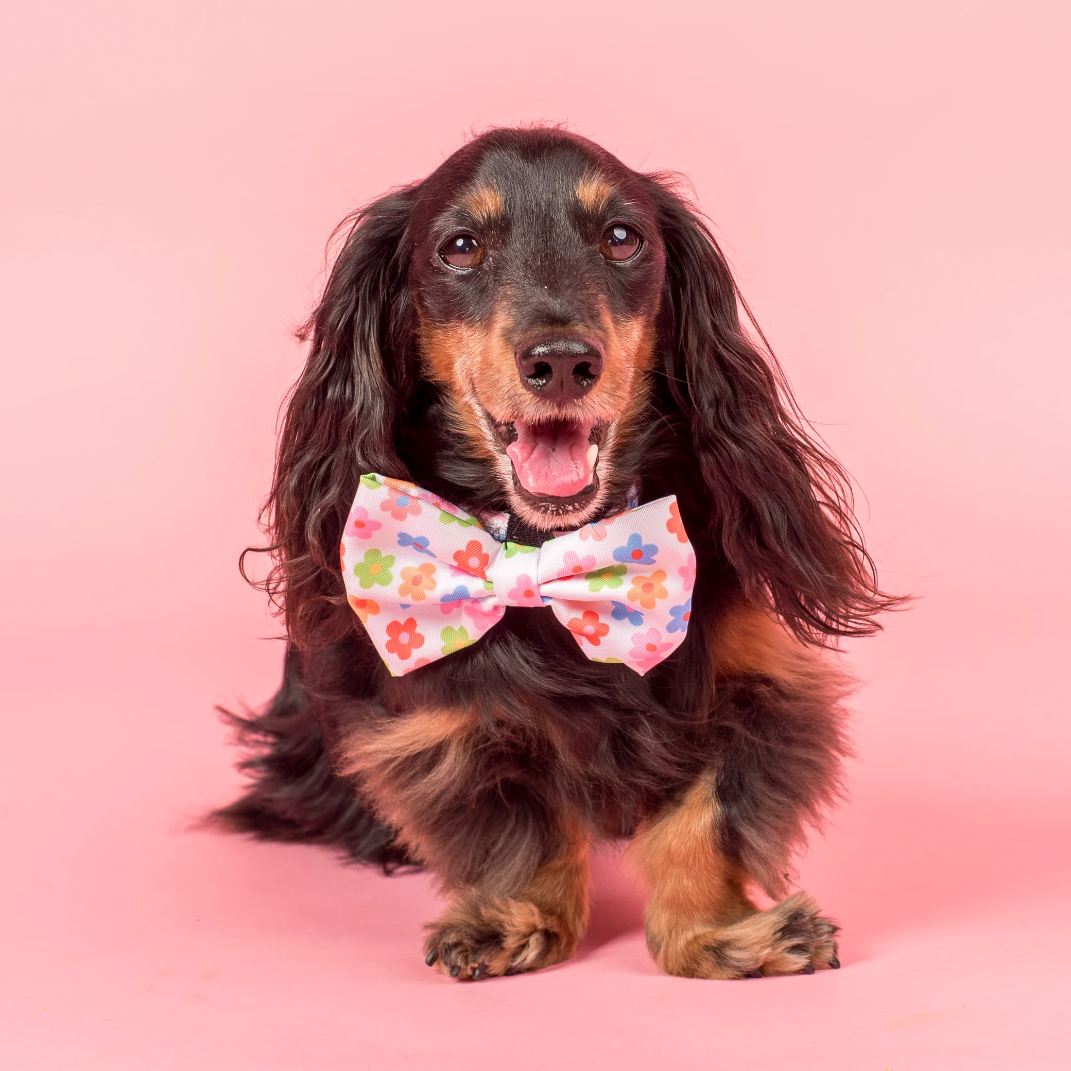Posy: Bow Tie - Image 2