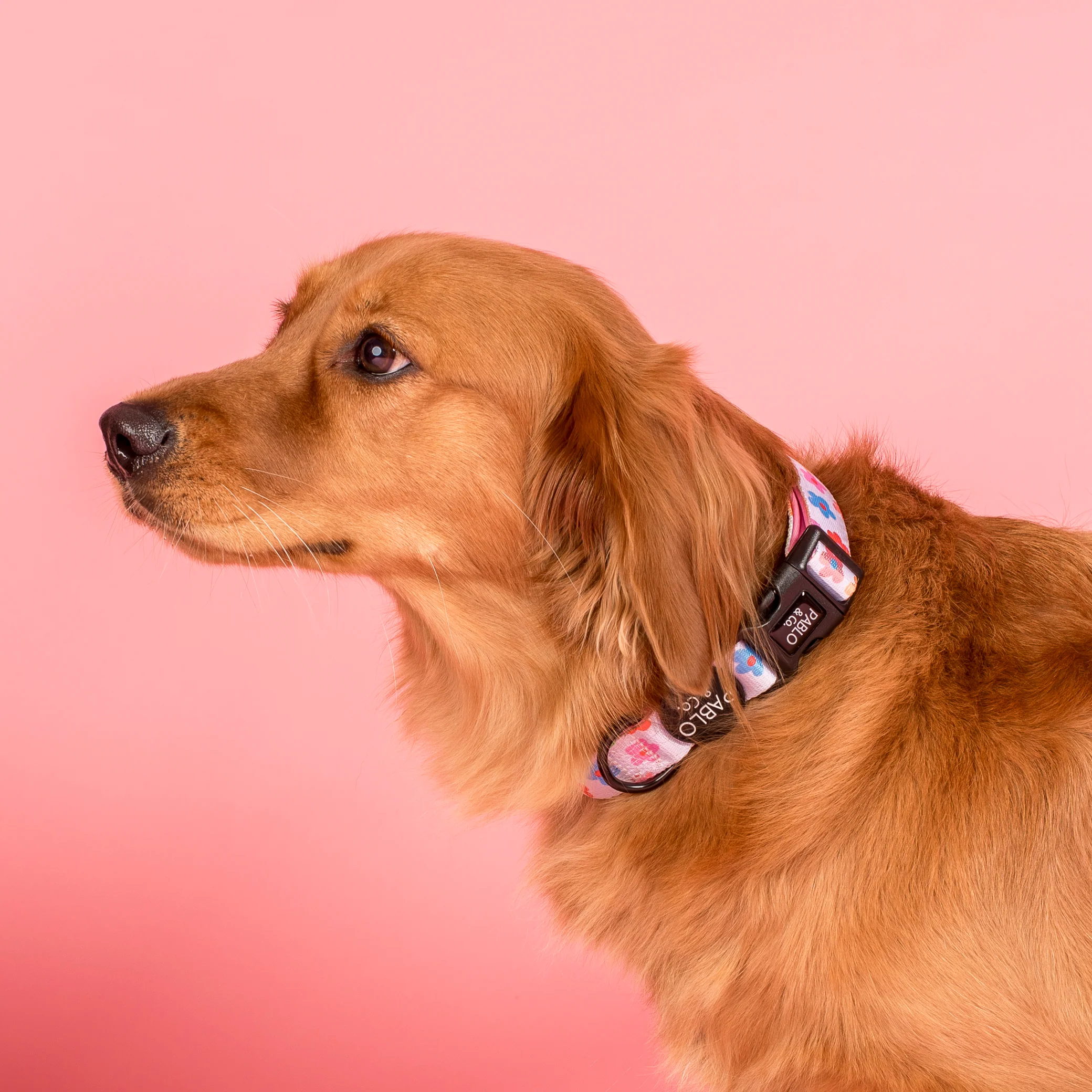 Posy: Collar - Image 2