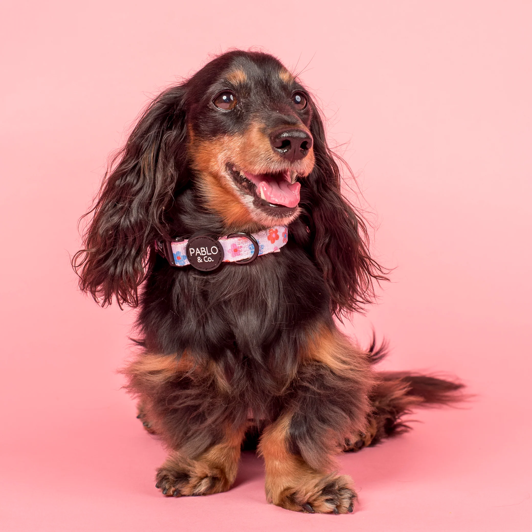 Posy: Collar - Image 3