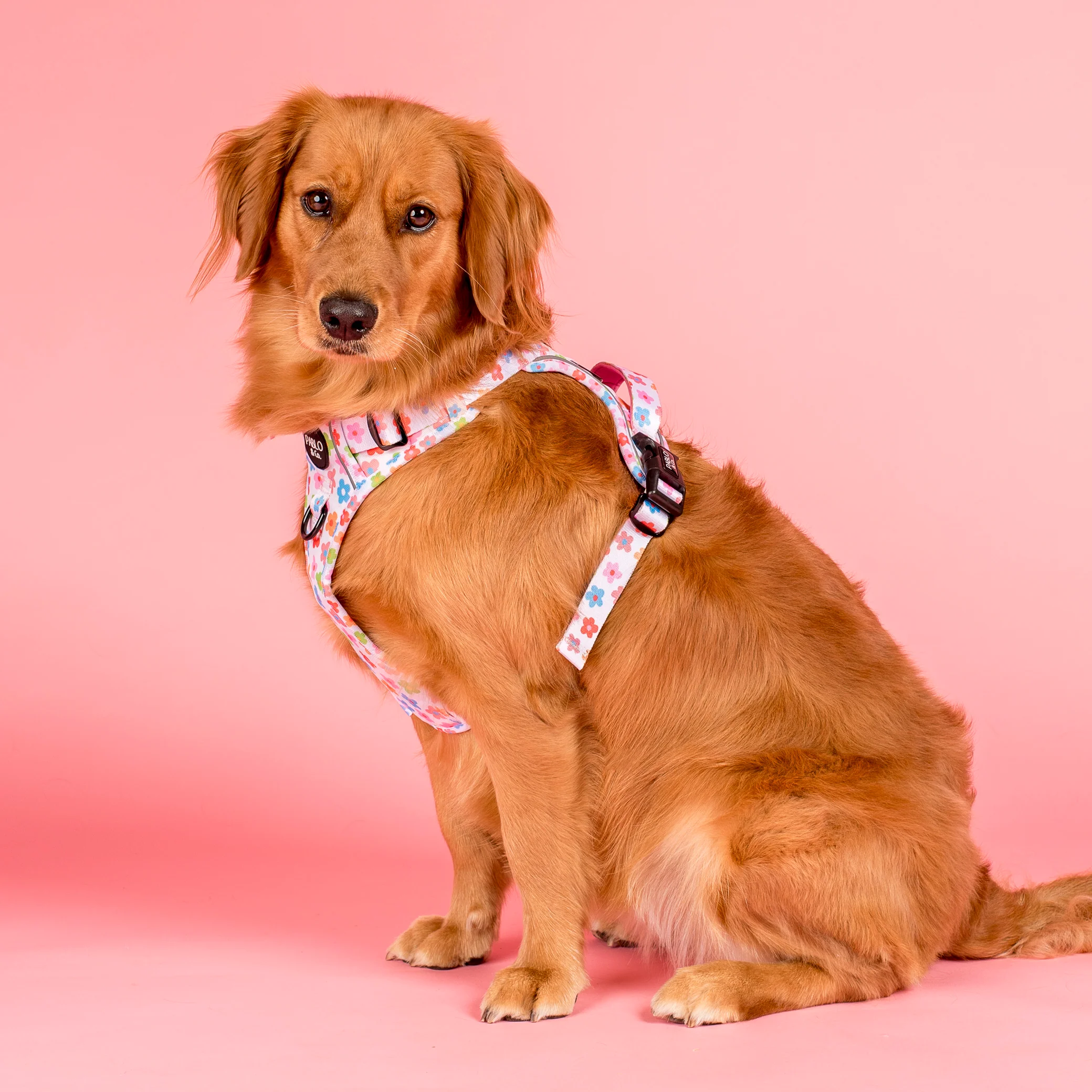 Posy: No Pull Adventure Harness - Image 2