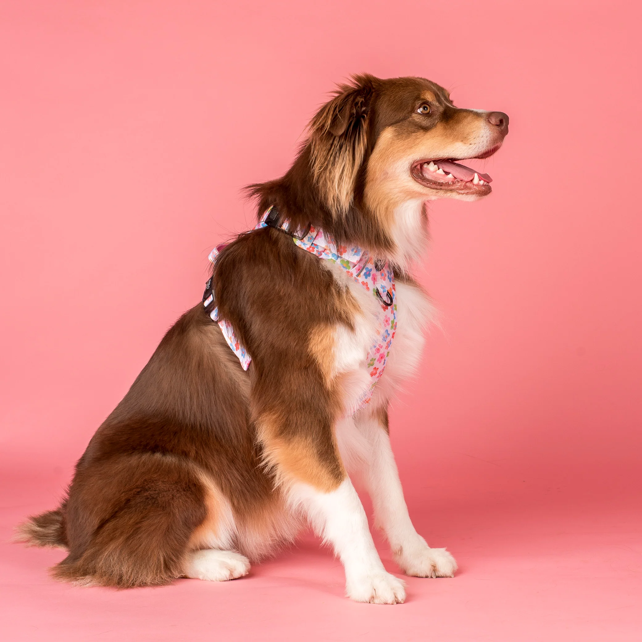 Posy: No Pull Adventure Harness - Image 3