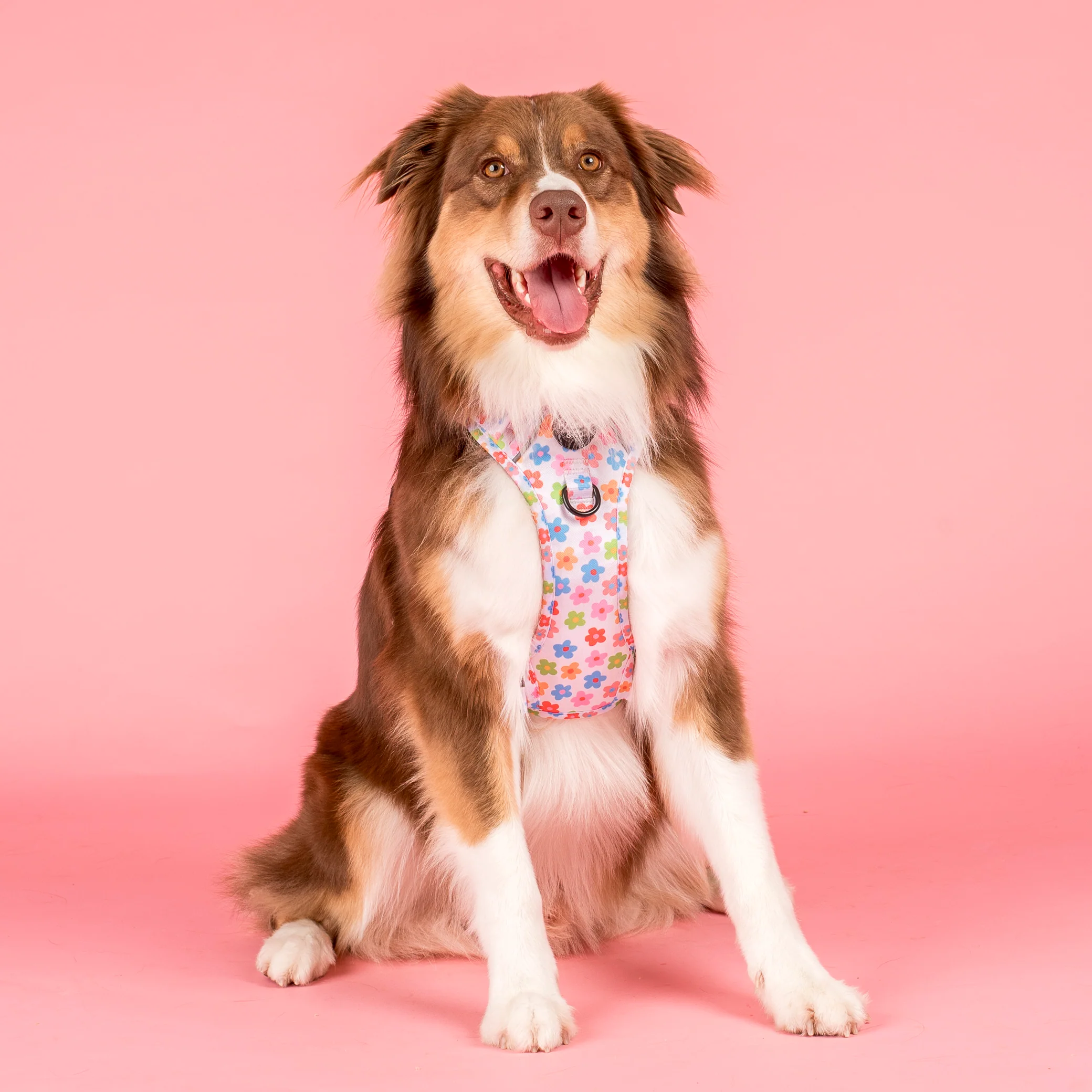 Posy: No Pull Adventure Harness - Image 4