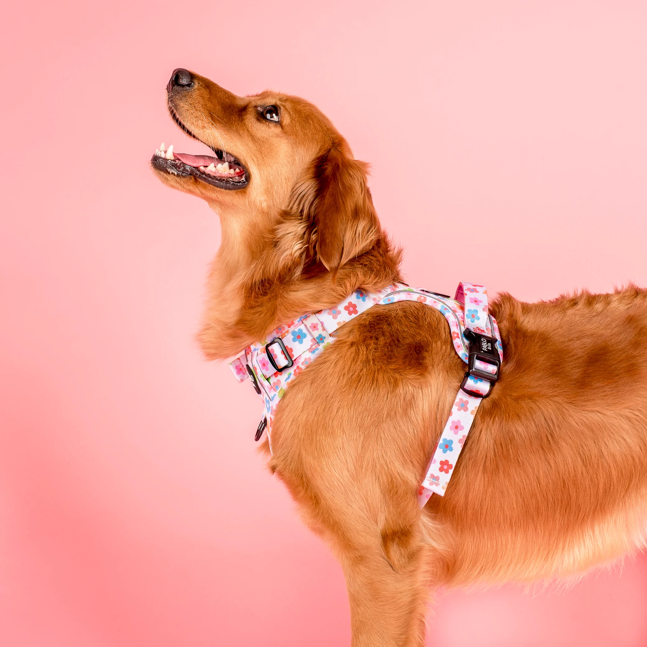 Posy: No Pull Adventure Harness - Image 5