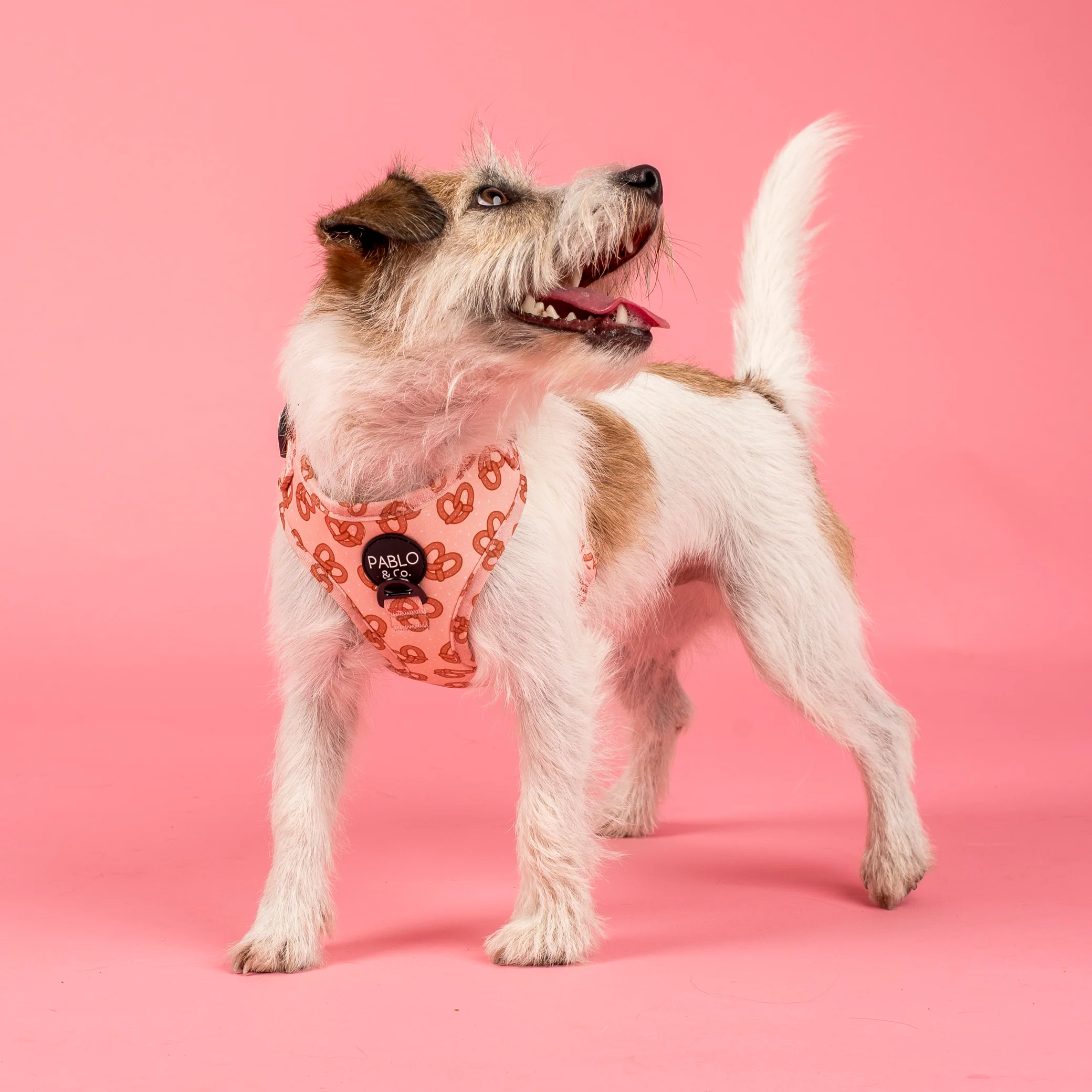 Pretzels: Adjustable Harness