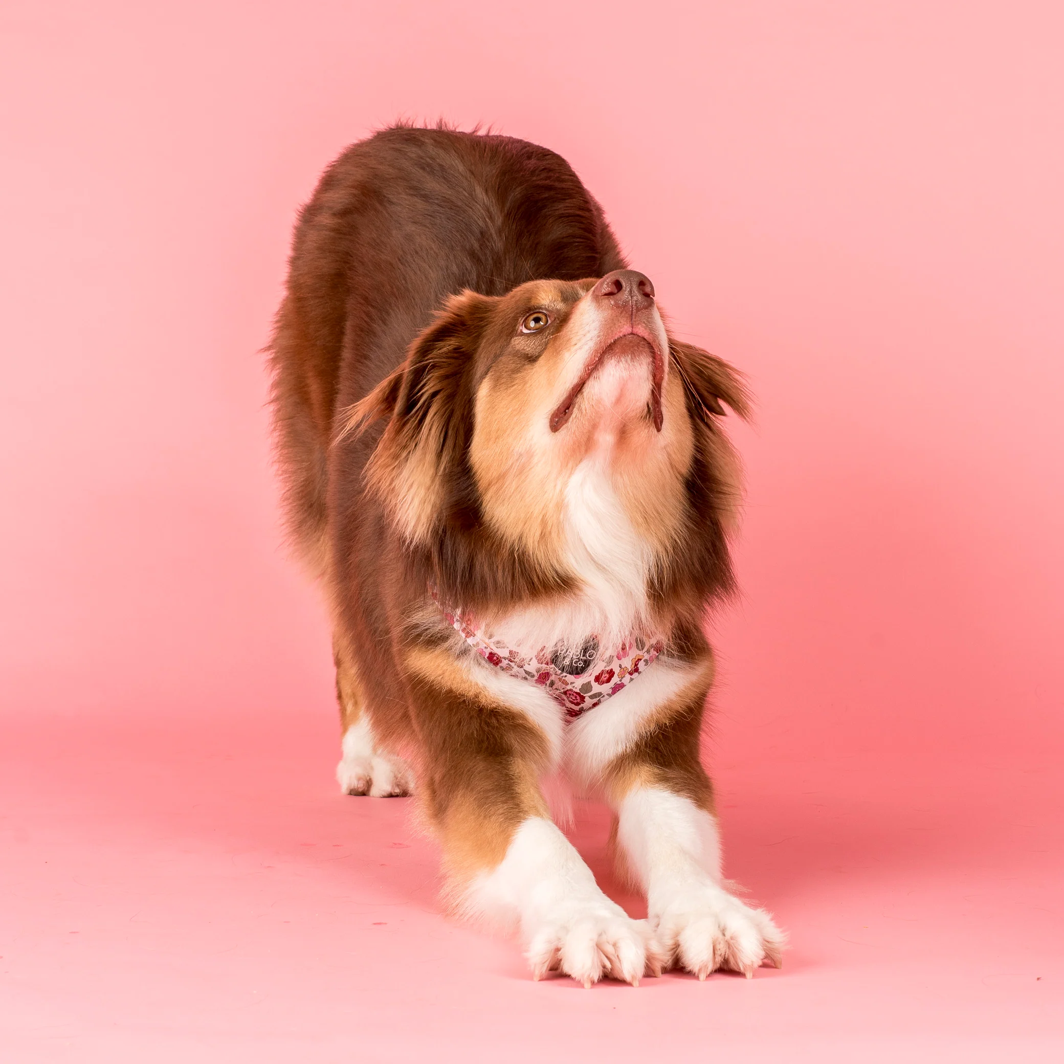 Primrose: Adjustable Harness - Image 5