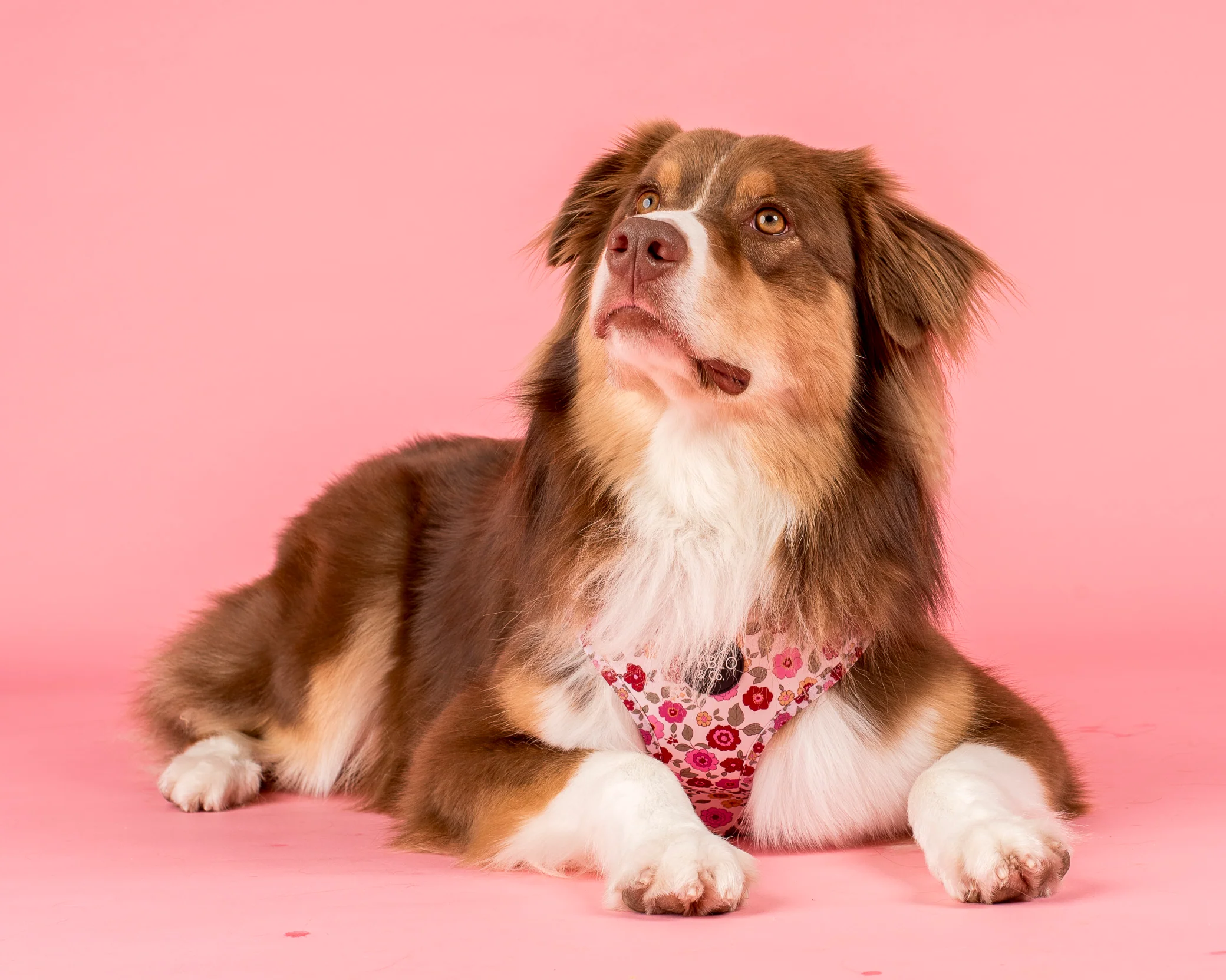 Primrose: Adjustable Harness - Image 6
