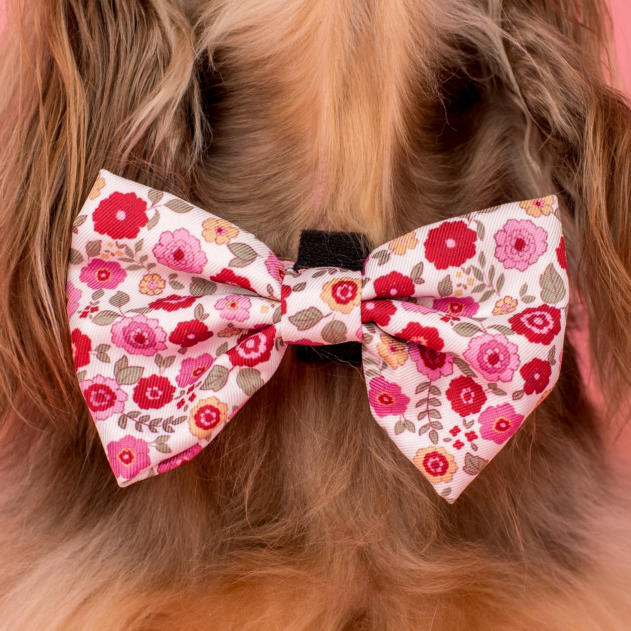Primrose: Bow Tie
