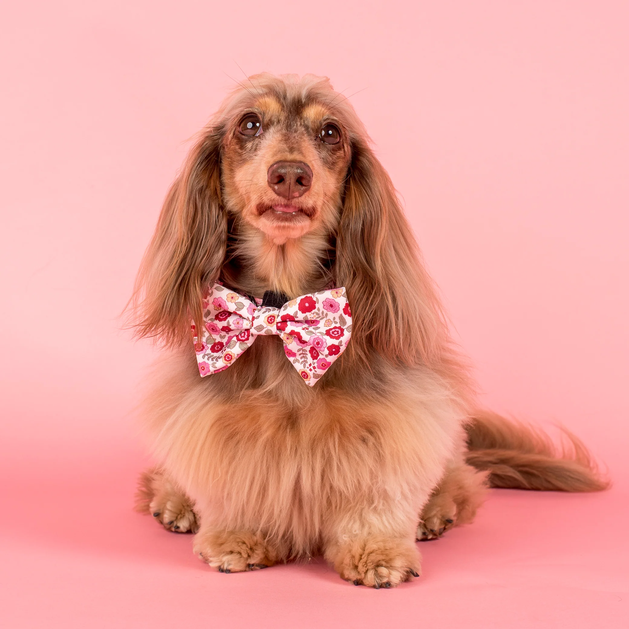 Primrose: Bow Tie - Image 2