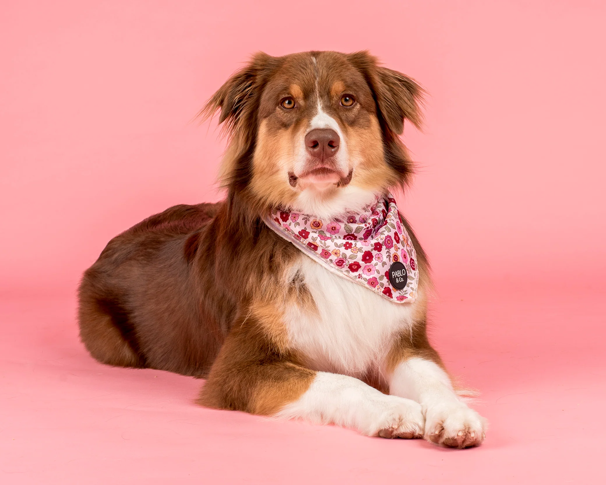 Primrose: Dog Bandana - Image 3
