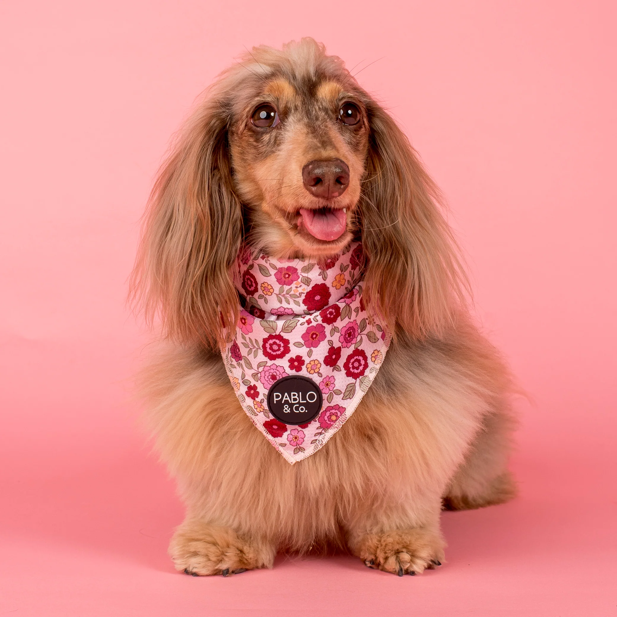 Primrose: Dog Bandana - Image 4
