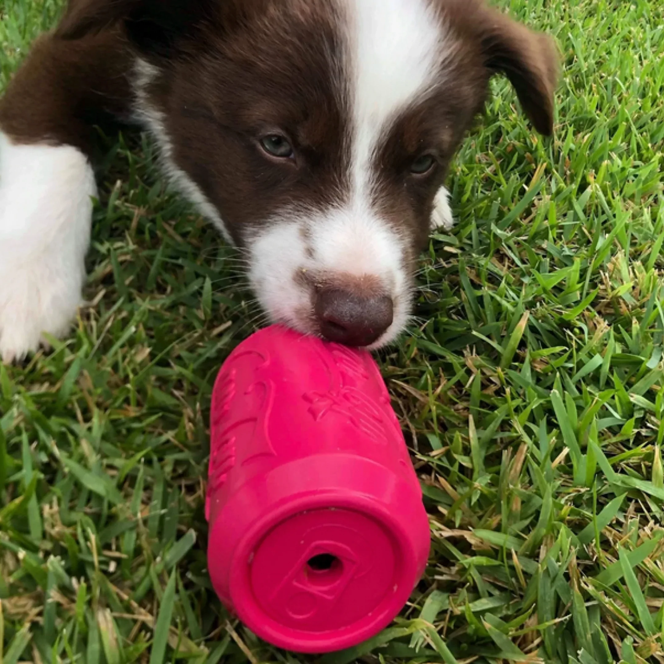 Puppy Can Toy - for soft gums and teething puppies - Image 6
