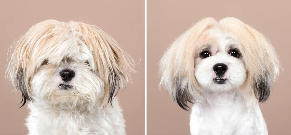 Puppy Styled Book - Image 2