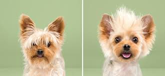 Puppy Styled Book - Image 3