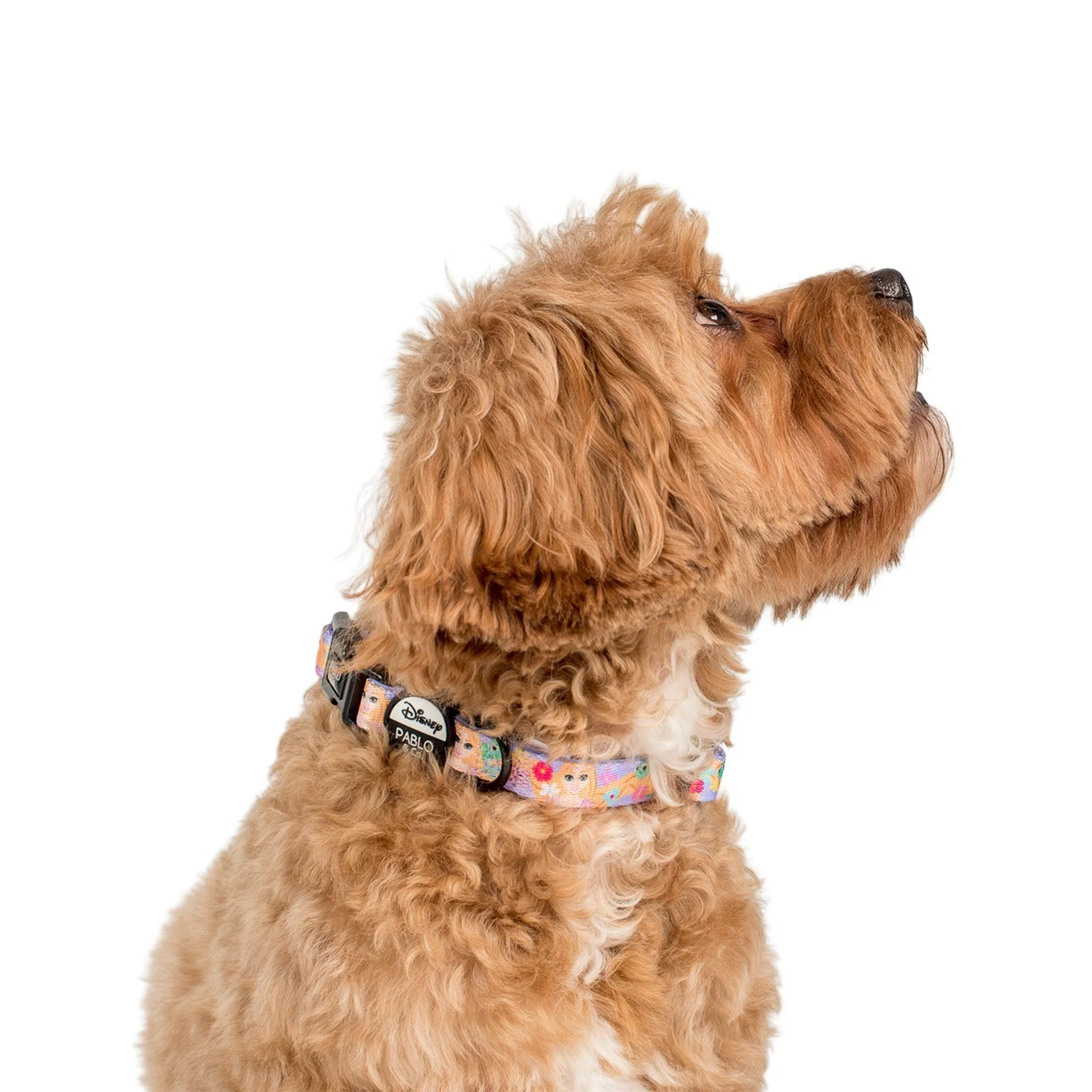 Rapunzel: Dog Collar - Image 3
