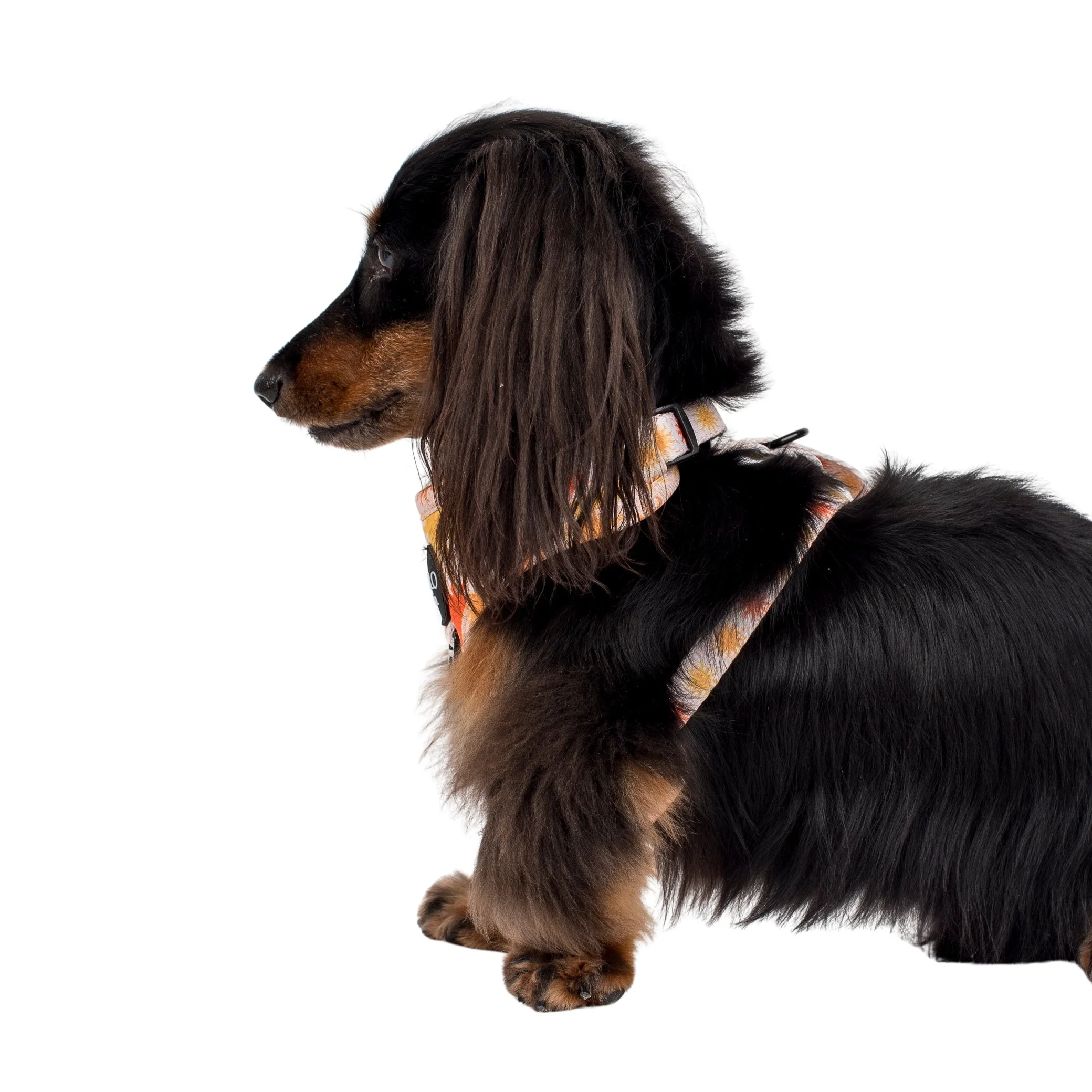Ray of Sunshine: Adjustable Harness - Image 3