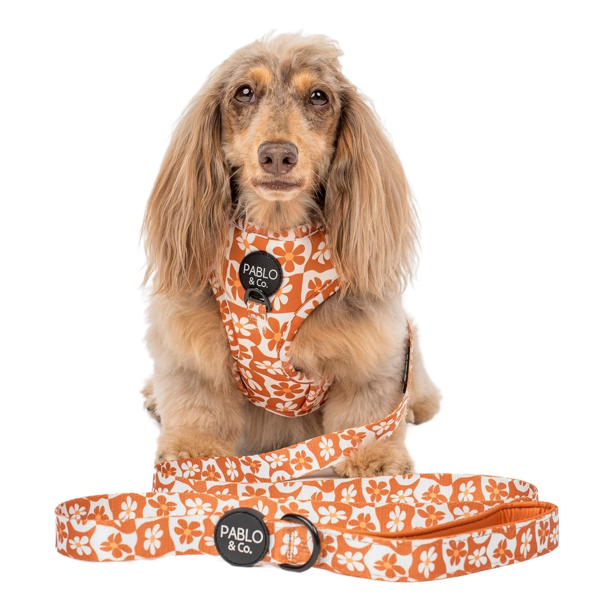Retro Dazie: Dog Leash - Image 3