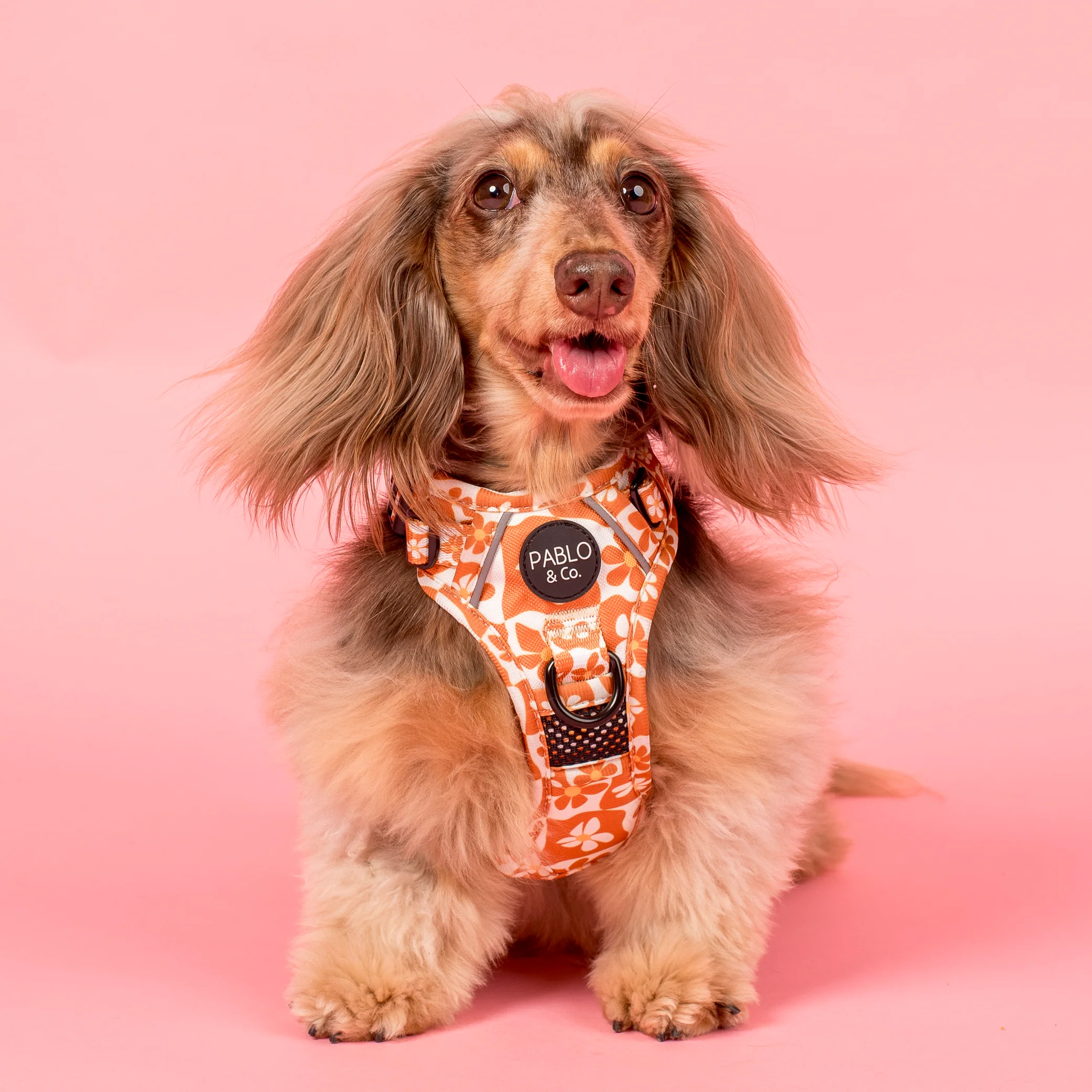 Retro Dazie: No Pull Adventure Harness