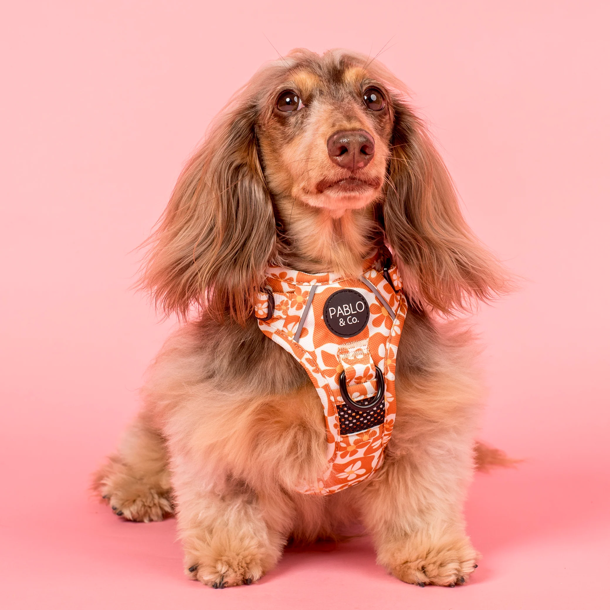 Retro Dazie: No Pull Adventure Harness - Image 4