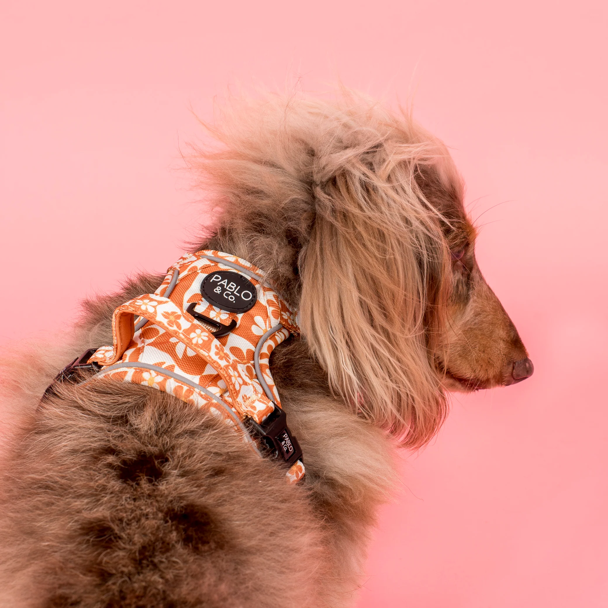 Retro Dazie: No Pull Adventure Harness - Image 5