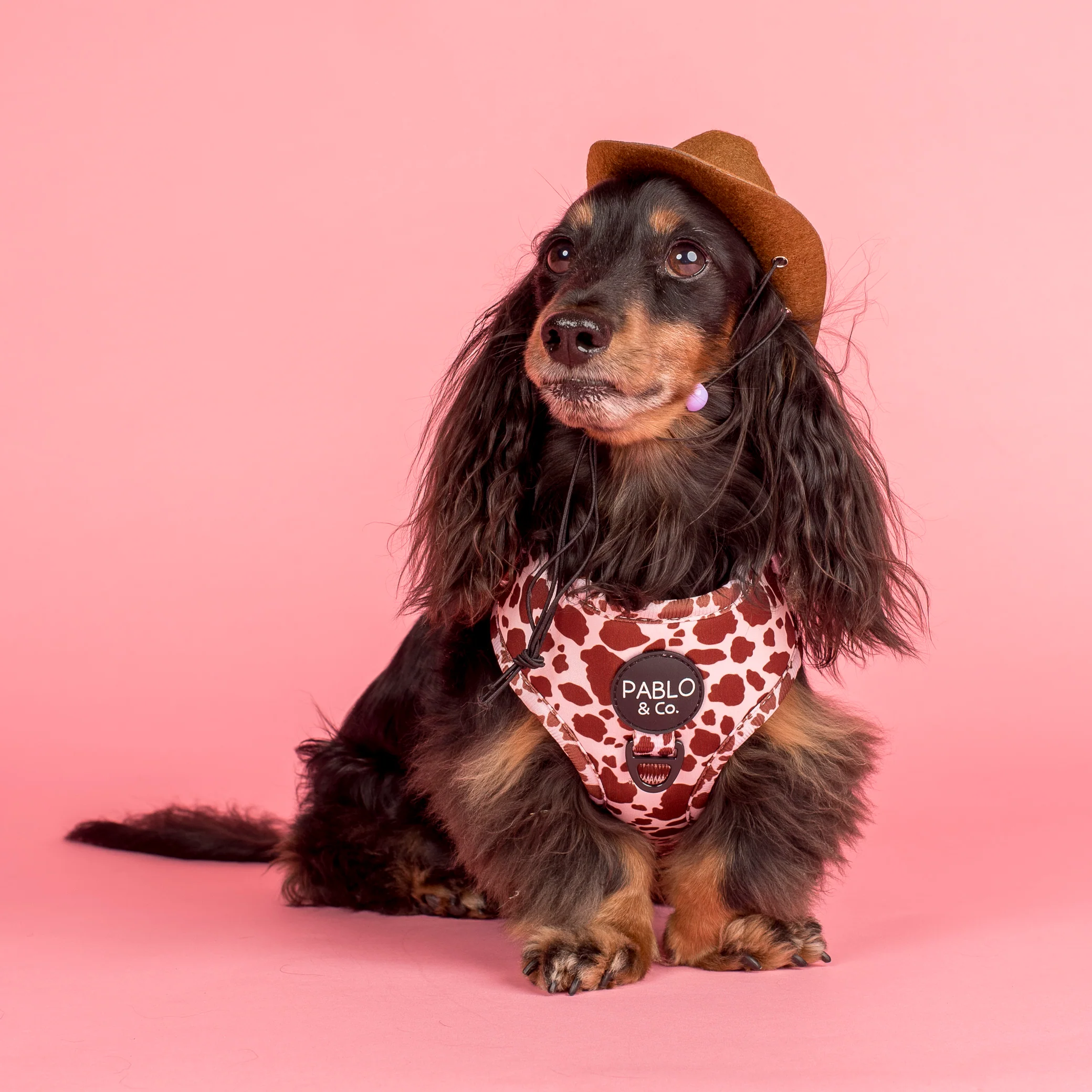 Rodeo: Adjustable Harness