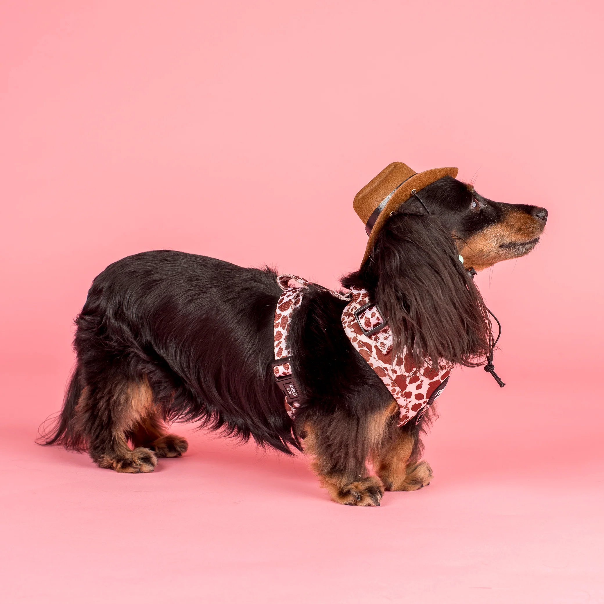 Rodeo: Adjustable Harness - Image 5