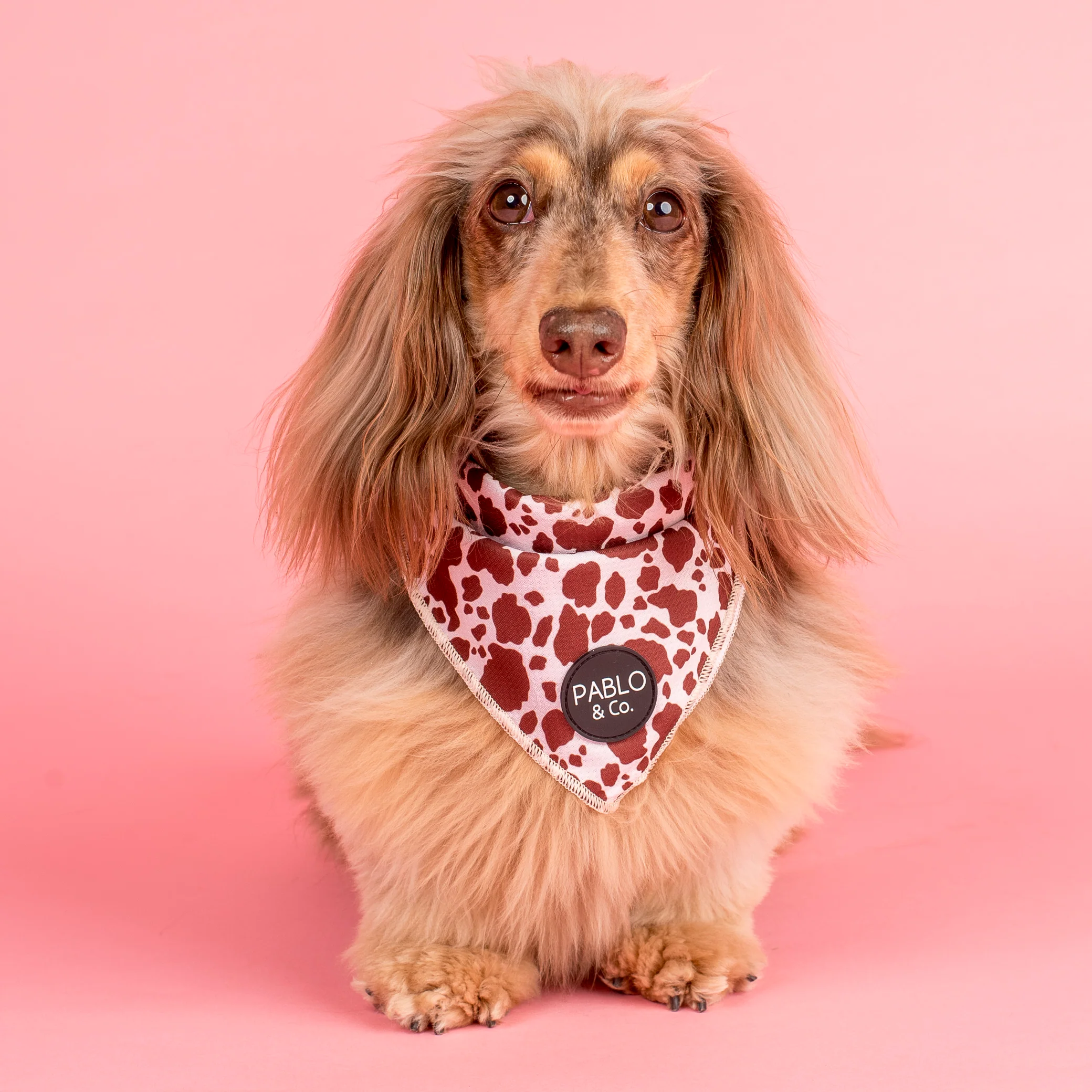 Rodeo: Dog Bandana