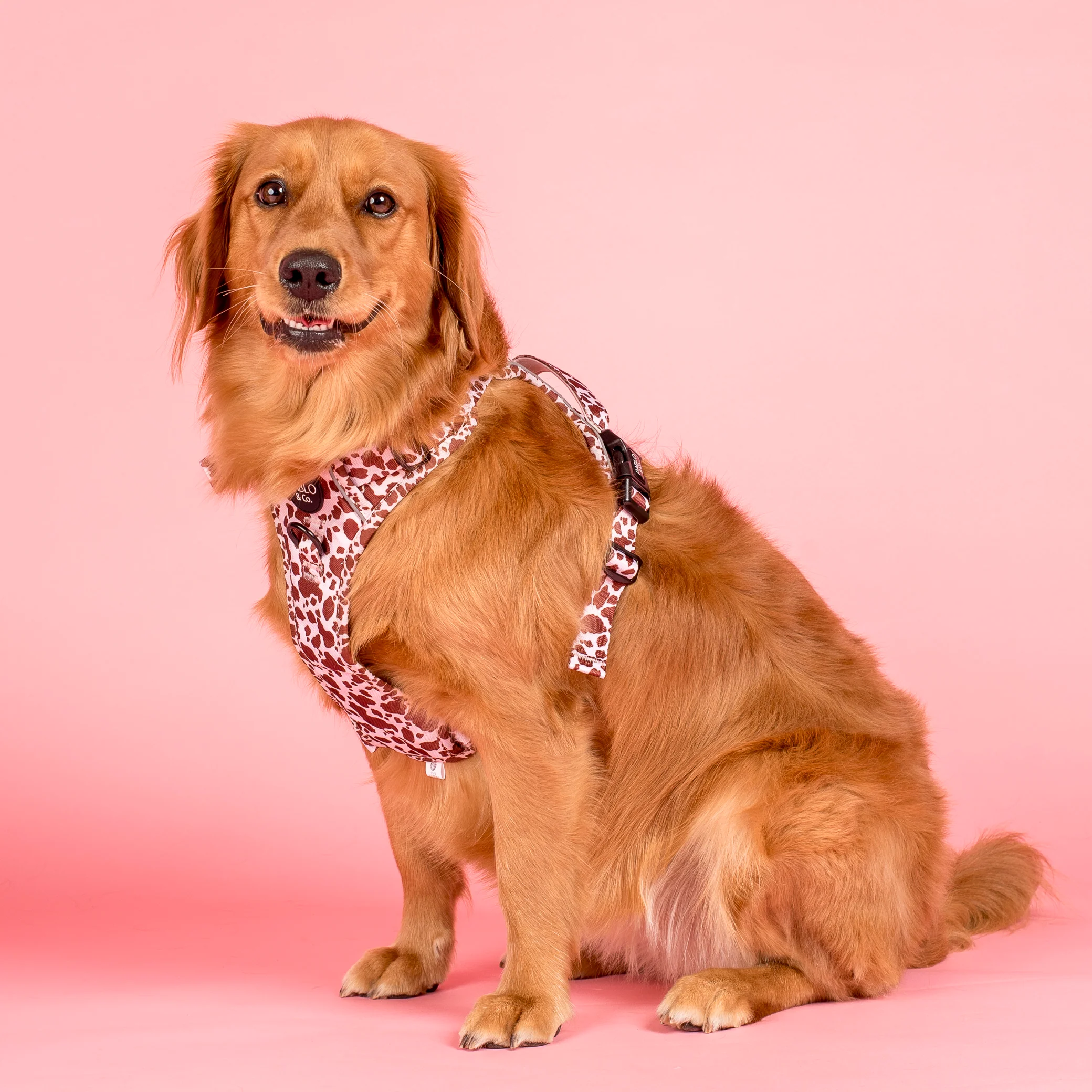 Rodeo: No Pull Adventure Harness