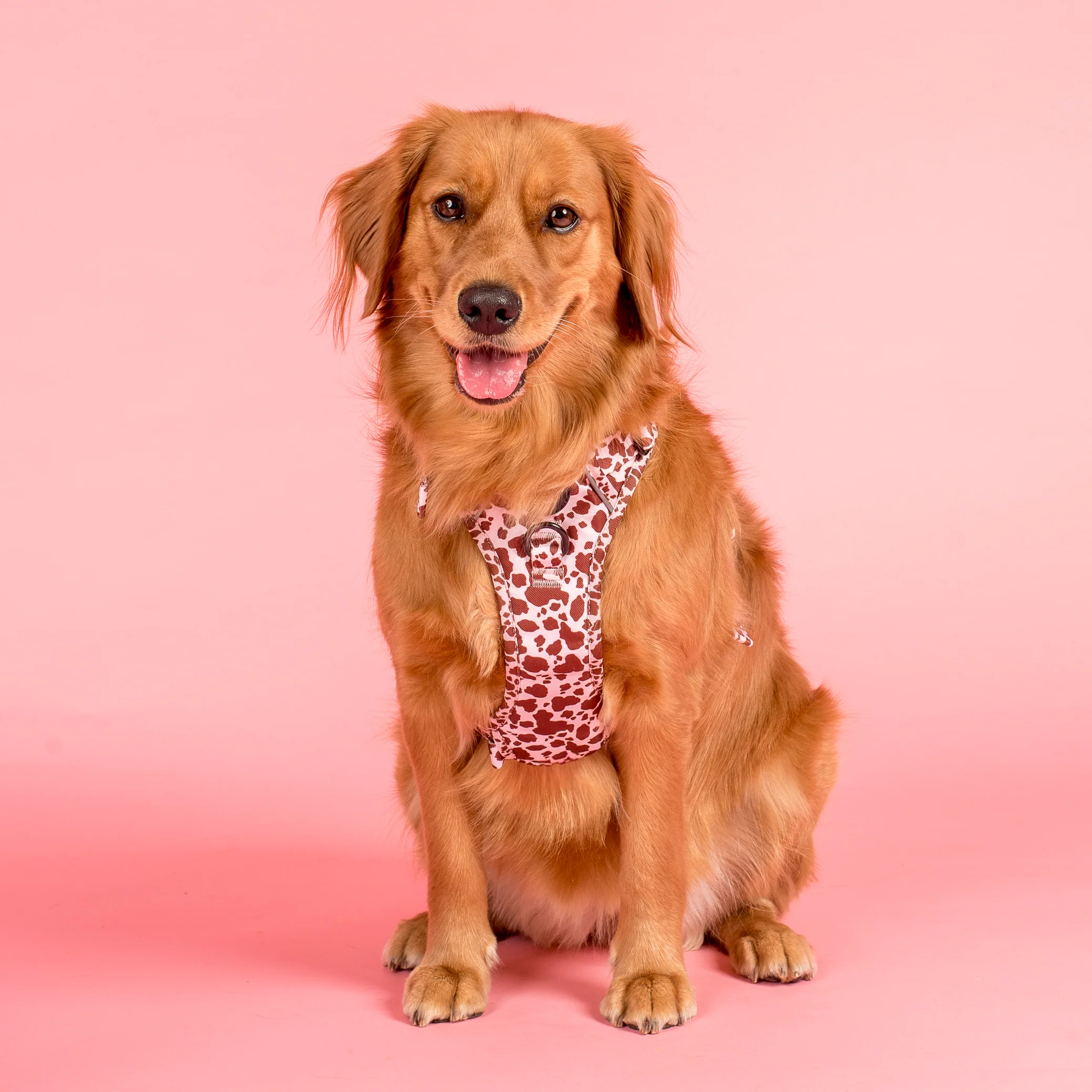 Rodeo: No Pull Adventure Harness - Image 4