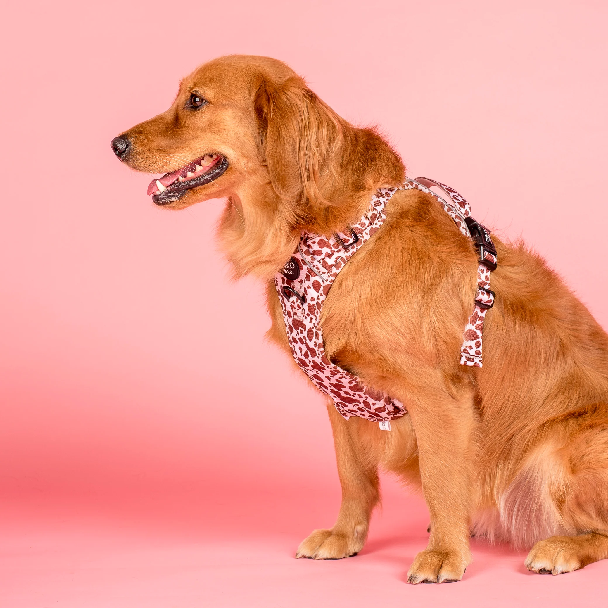 Rodeo: No Pull Adventure Harness - Image 6